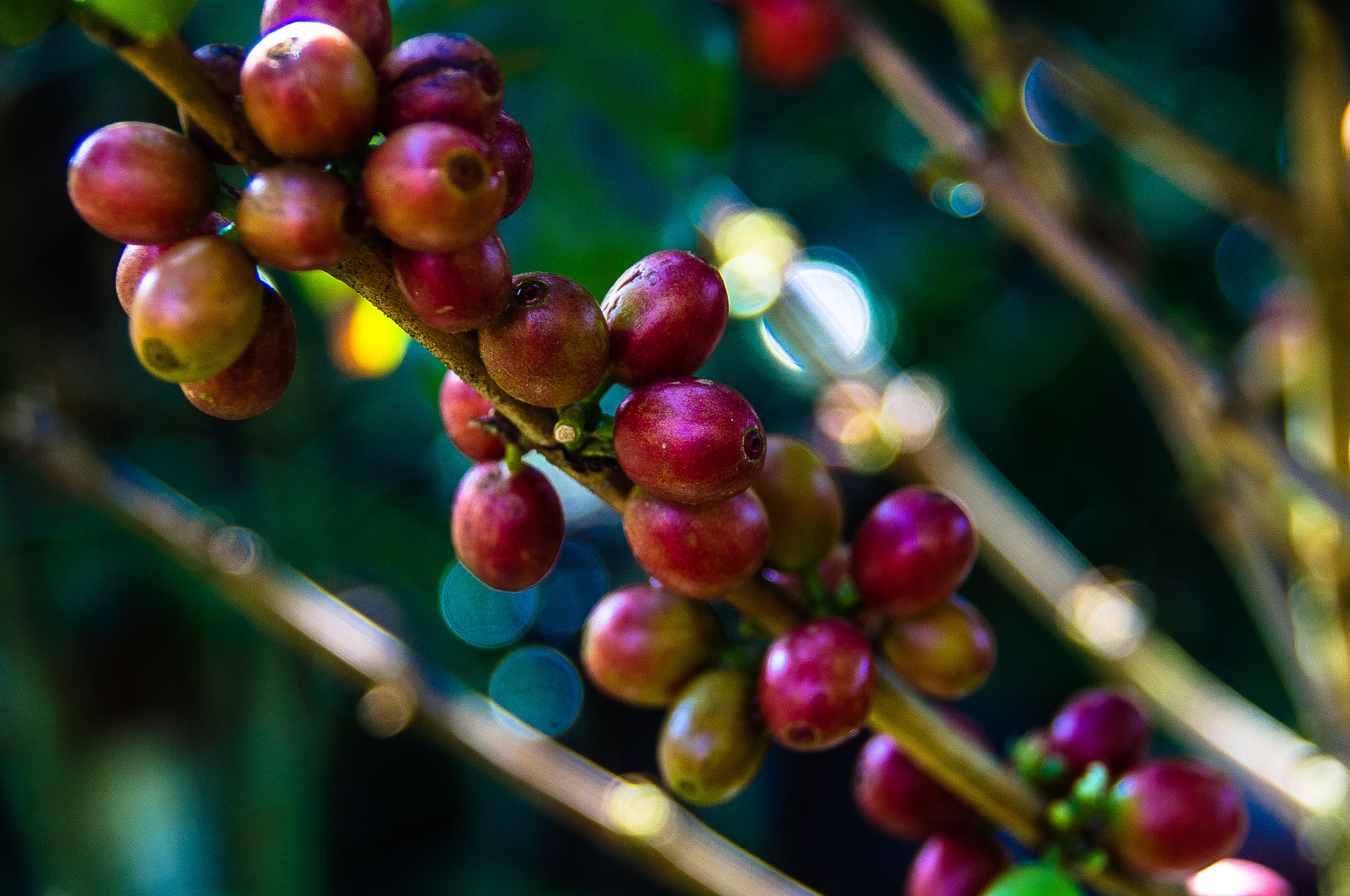 Pentax K-r sample photo. Café ii photography