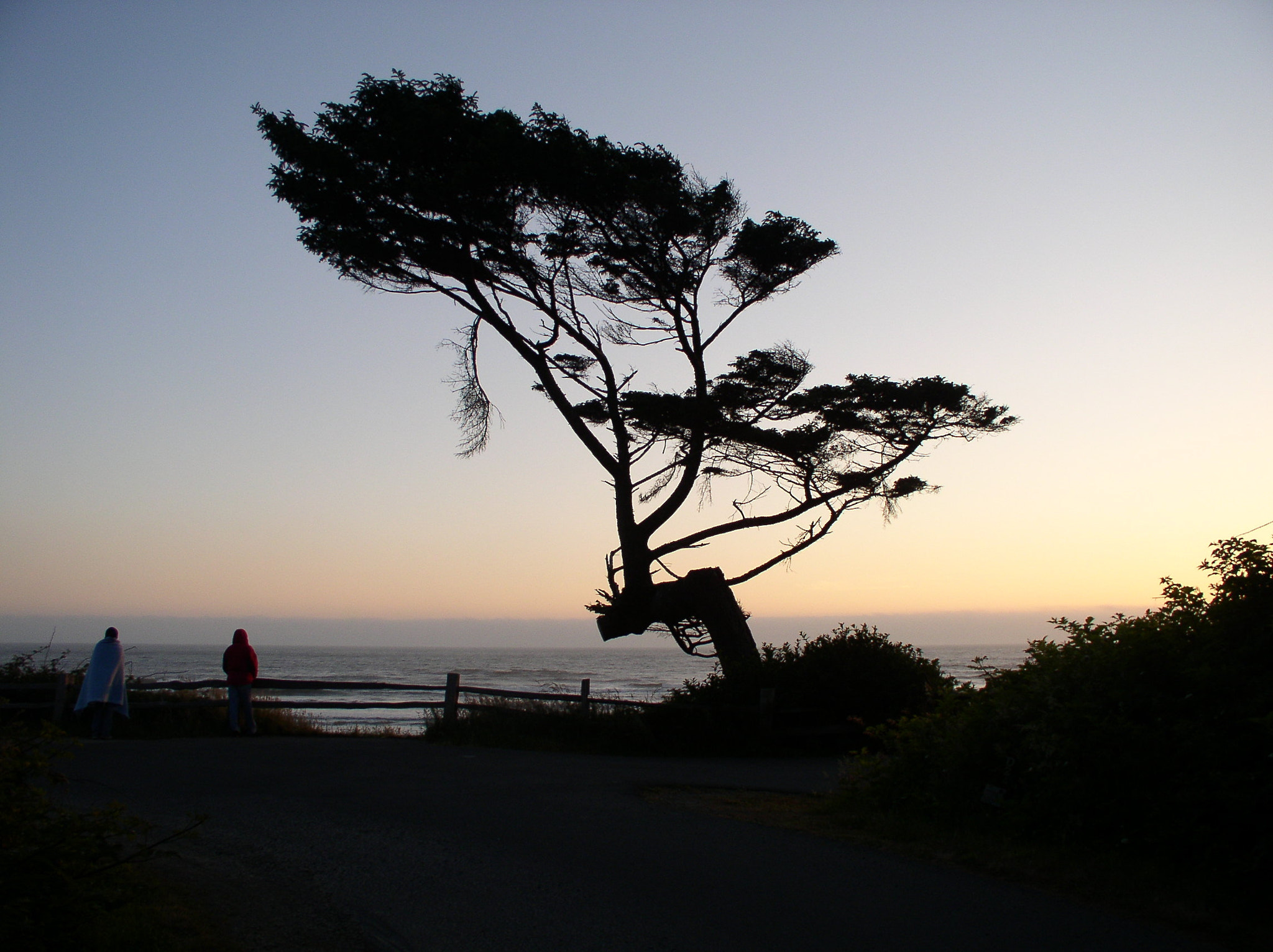 Olympus C4100Z,C4000Z sample photo. Shadowed bonsai photography