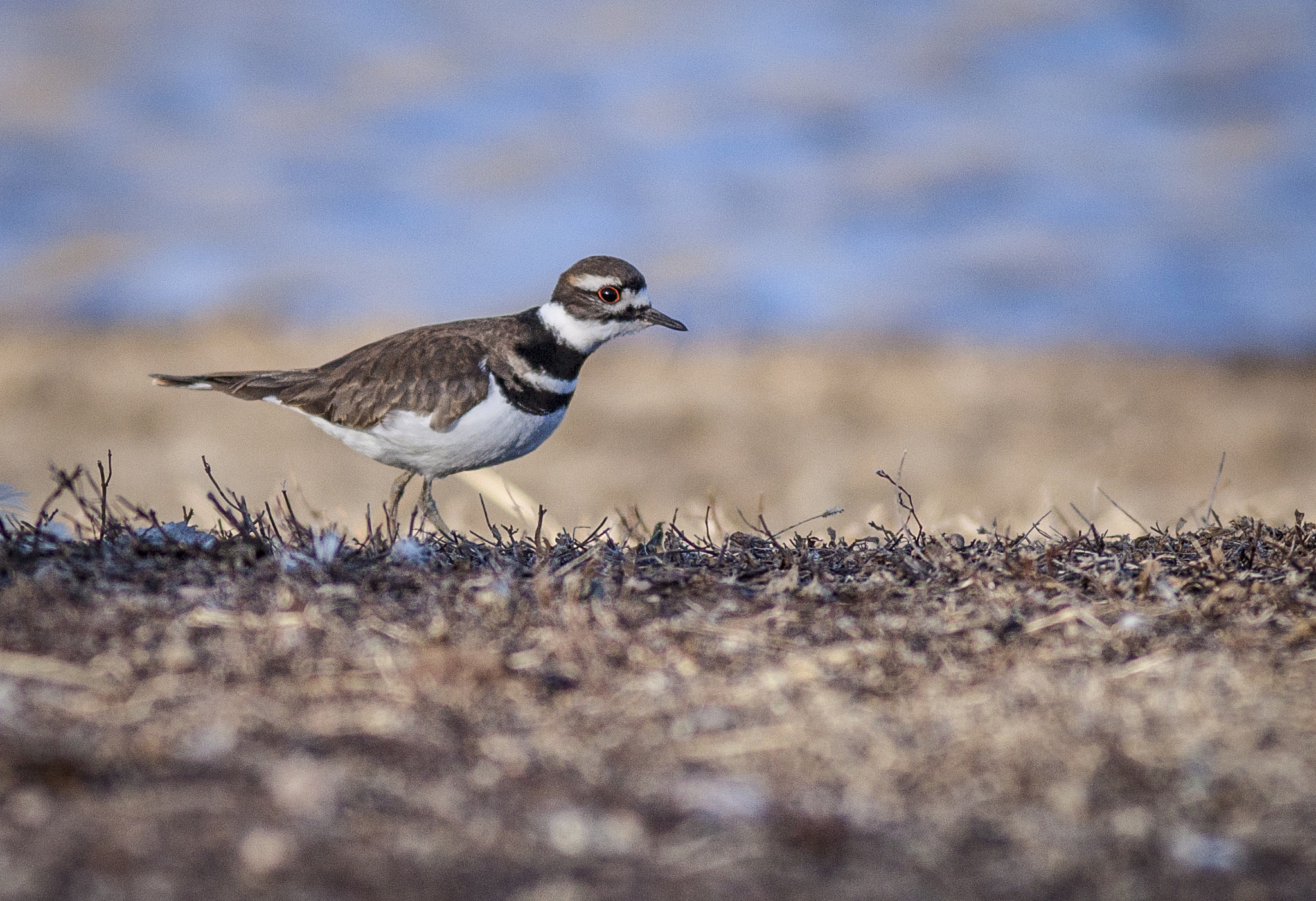 Canon EF 300mm F4L IS USM sample photo. Killdeer feeding by canyon lake photography