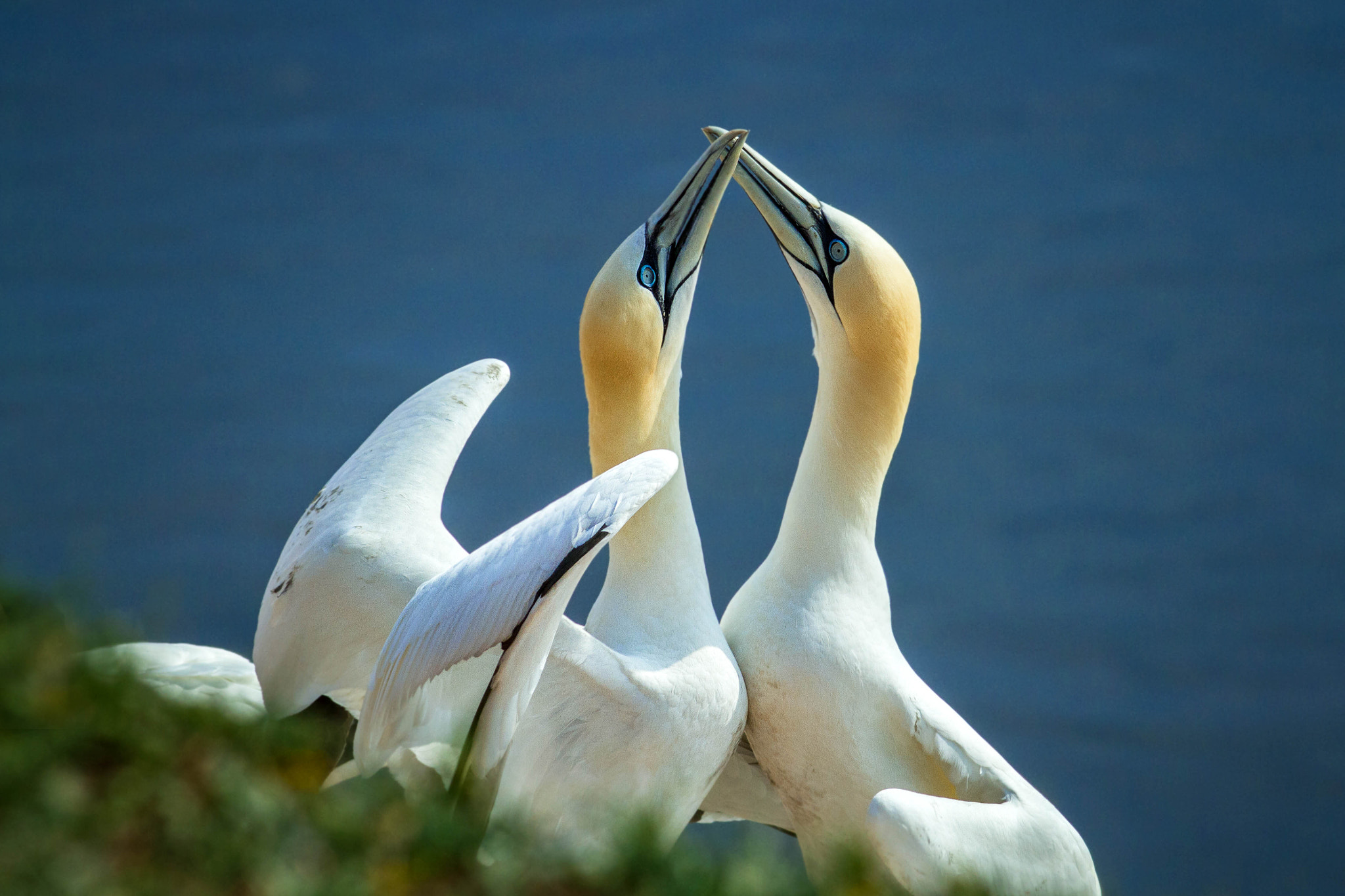 Canon EOS 7D + Canon EF 200mm F2.8L II USM sample photo. Northern gannet photography