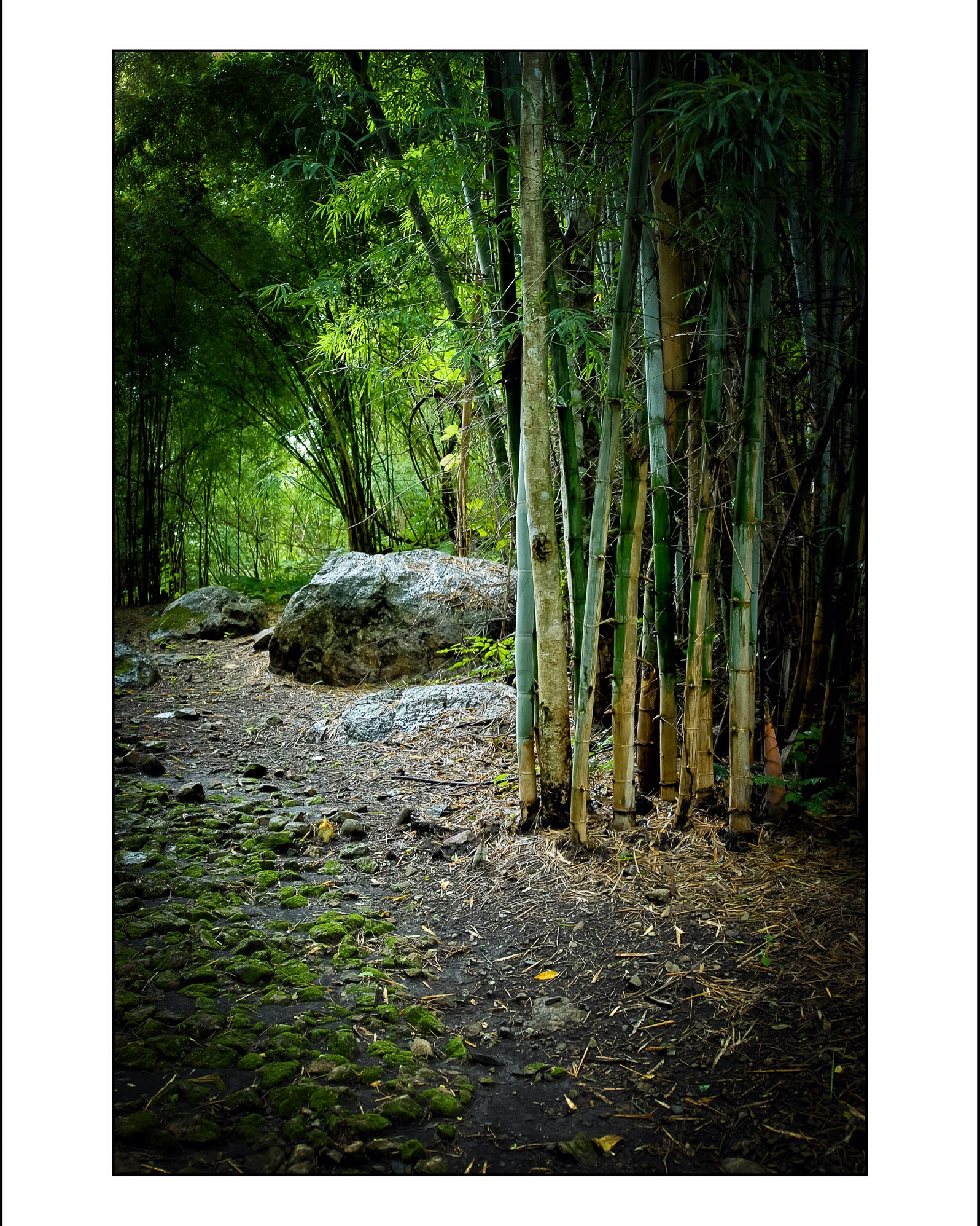 Nikon D200 sample photo