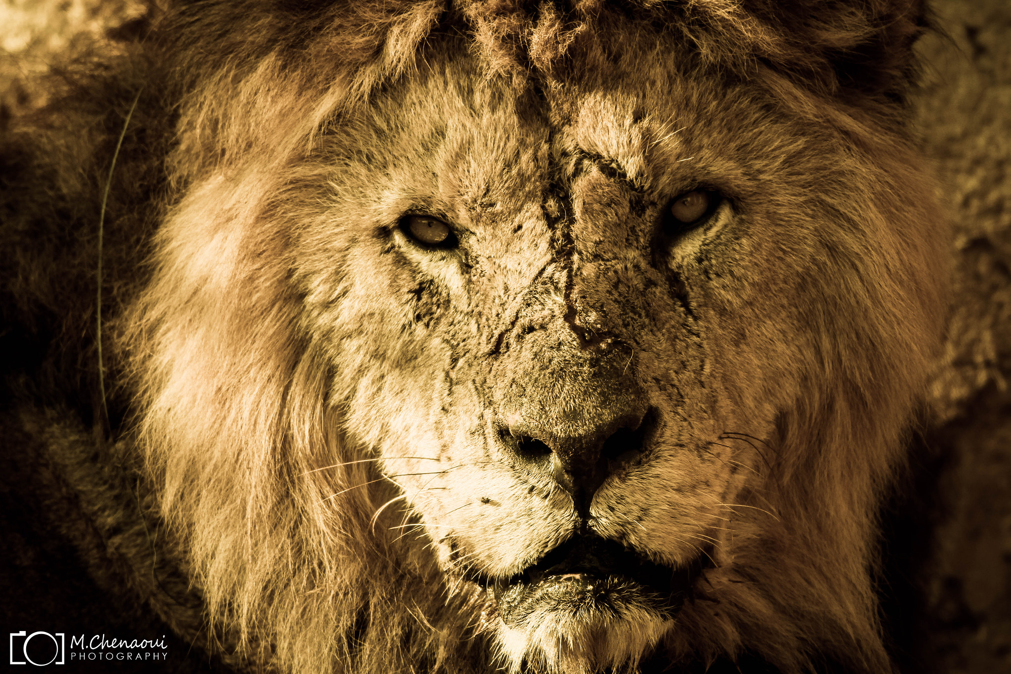 Canon EF 500mm f/4.5L + 1.4x sample photo. Lion photography