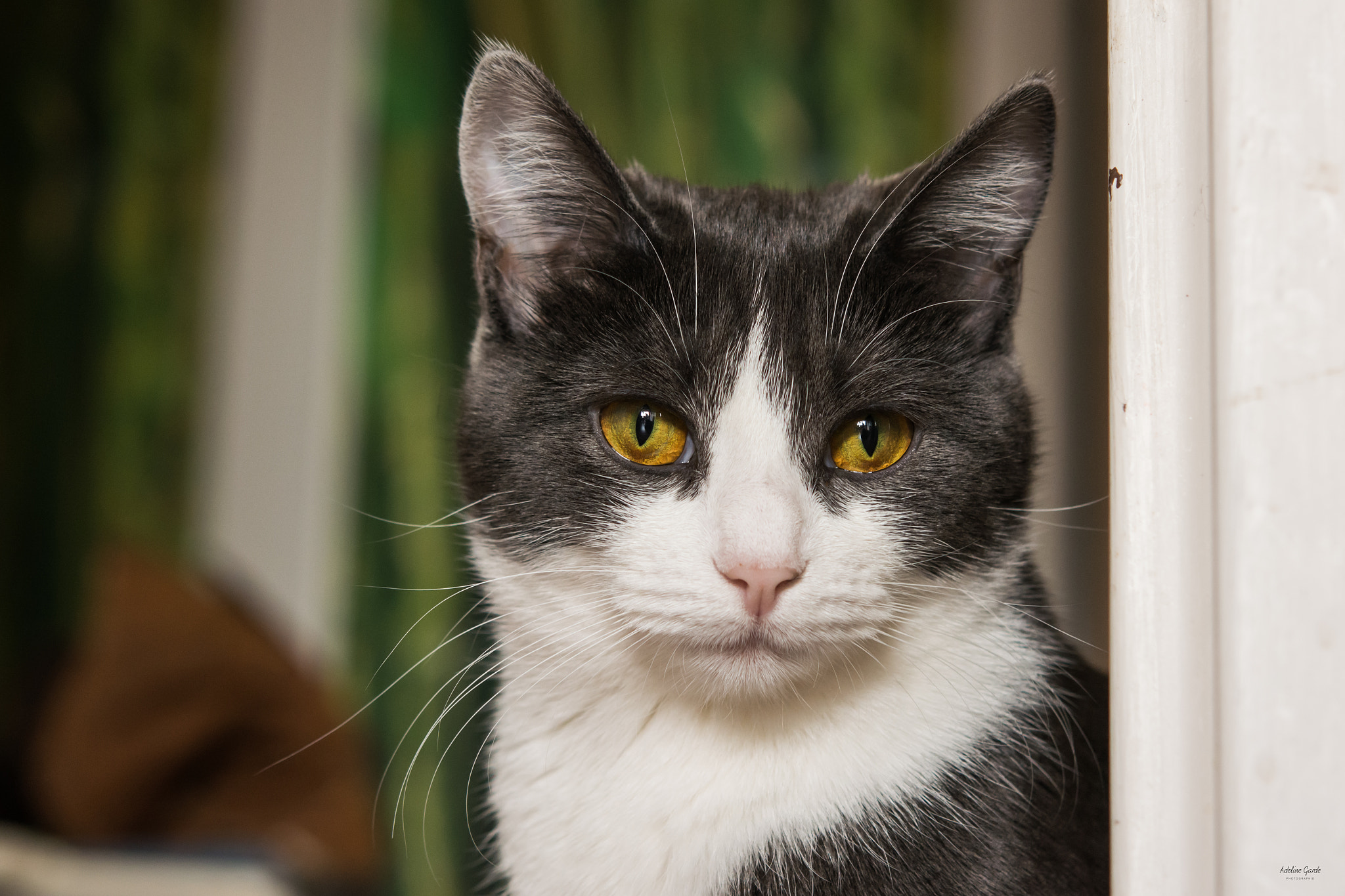 Nikon AF-S Micro-Nikkor 60mm F2.8G ED sample photo. Snake's eyes photography