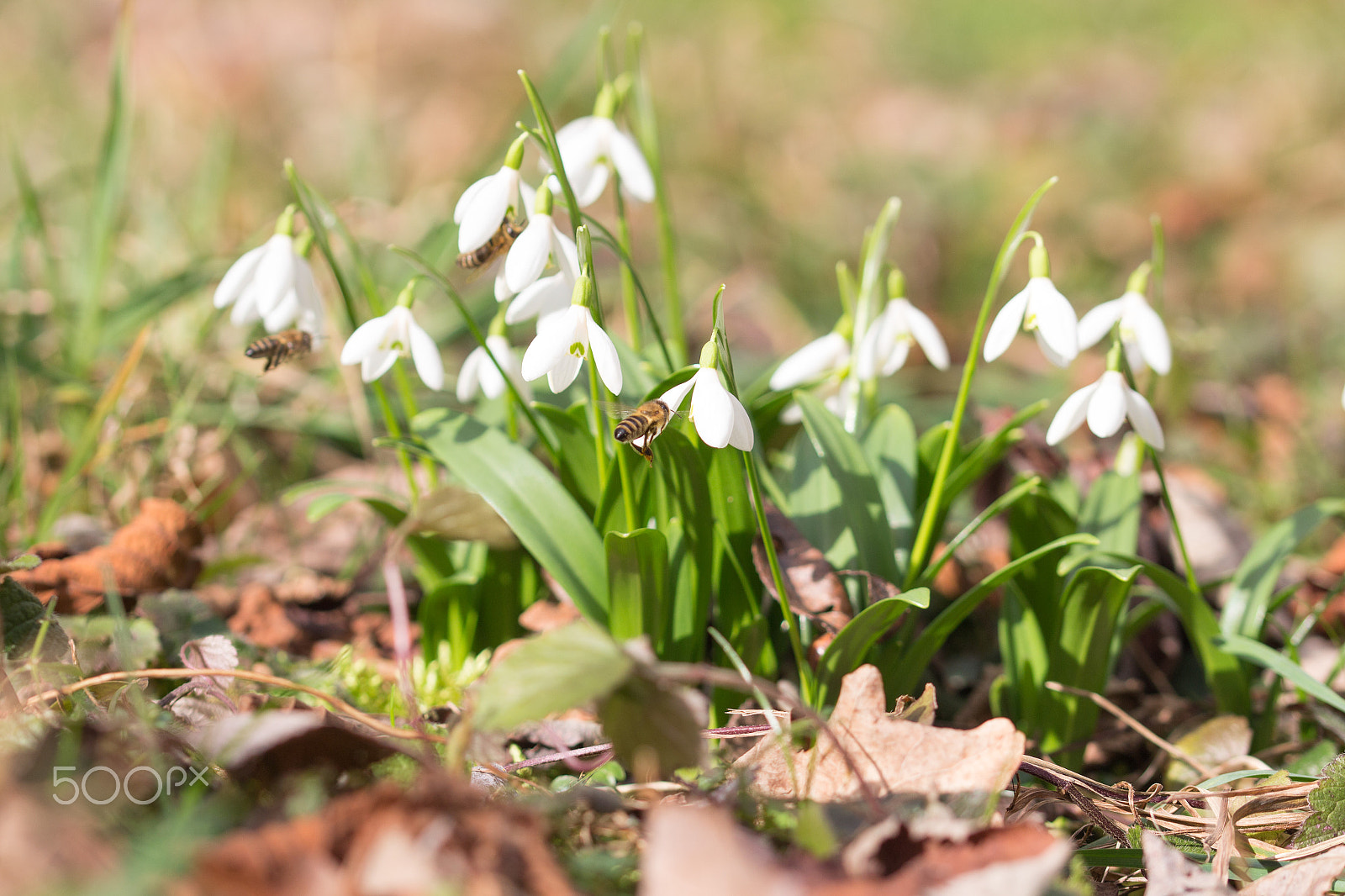 Sigma 105mm F2.8 EX DG OS HSM sample photo. Spring is coming ... photography