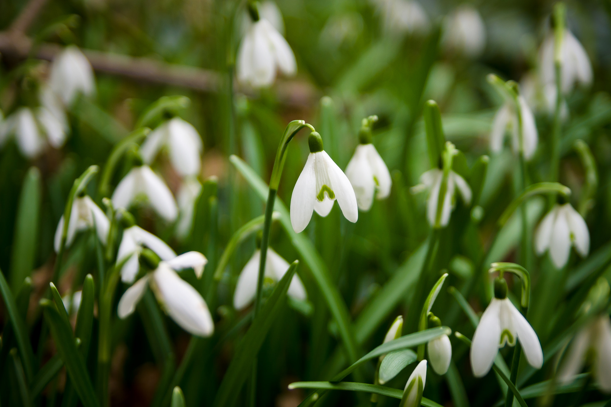 Sony SLT-A65 (SLT-A65V) + Tamron SP 24-70mm F2.8 Di VC USD sample photo. Snowdrops photography