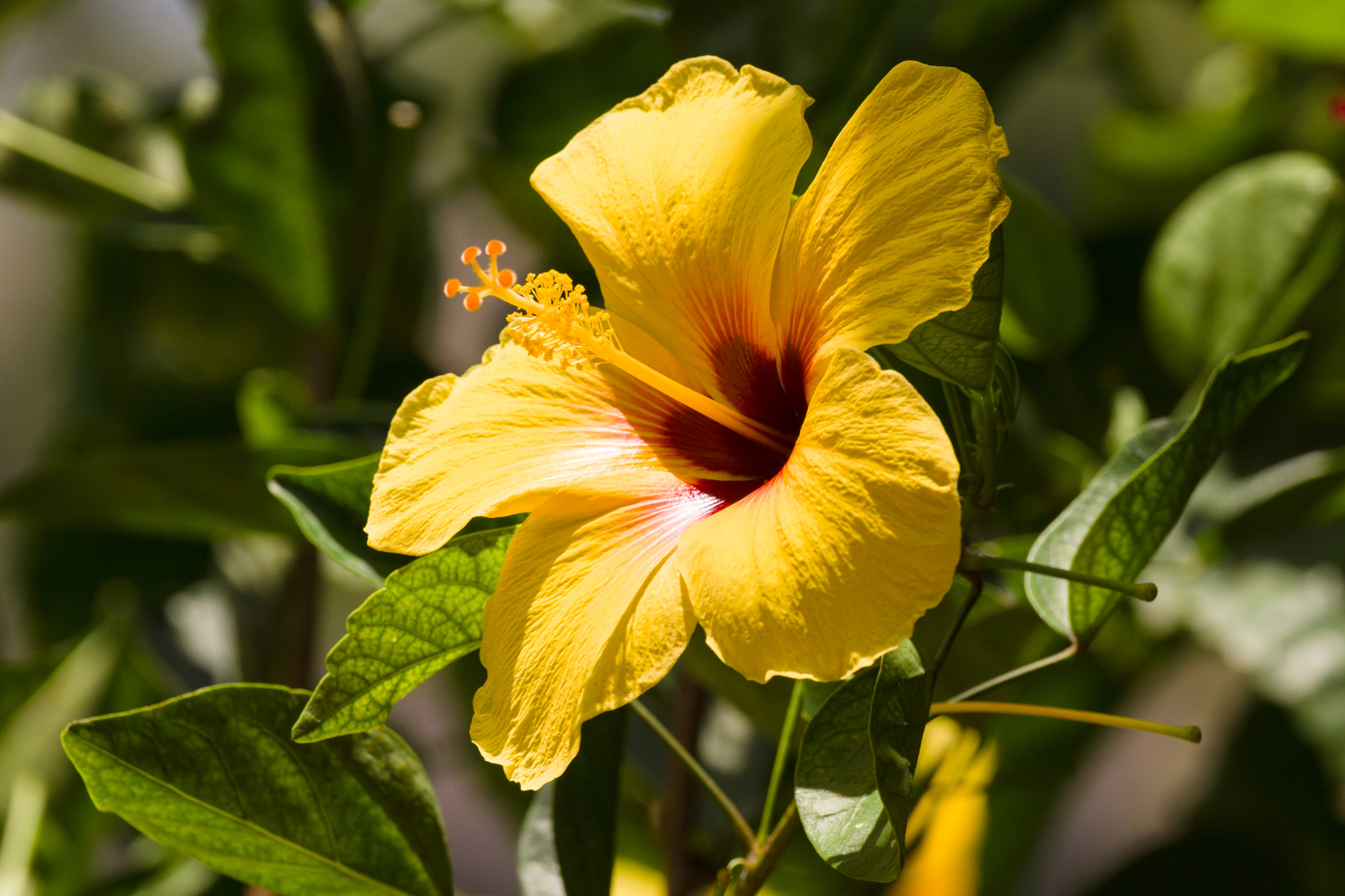 Sony 70-300mm F4.5-5.6 G SSM sample photo. Hibiscus photography