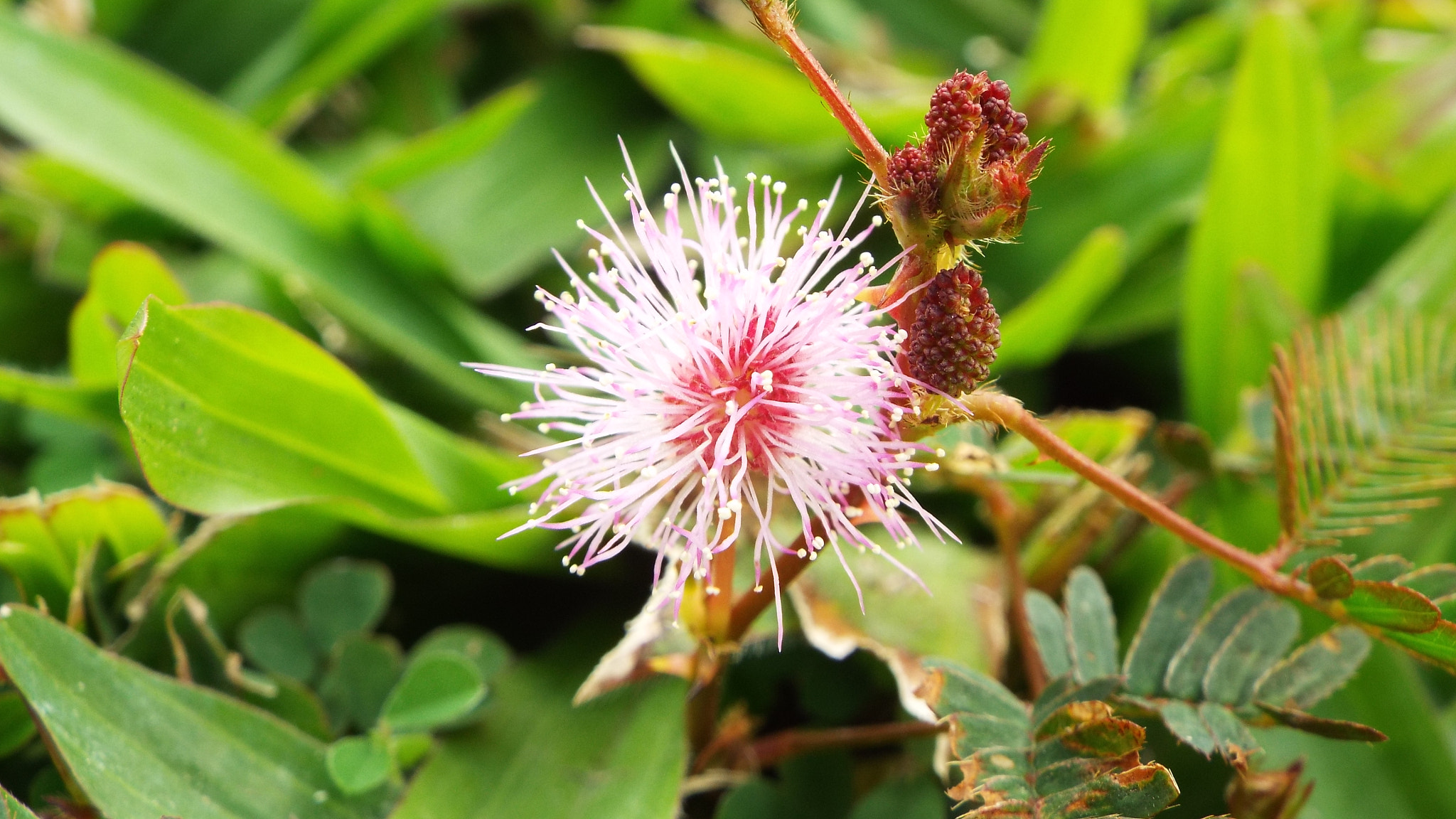 Fujifilm FinePix S8400W sample photo. Zoomed in on small weed flower photography