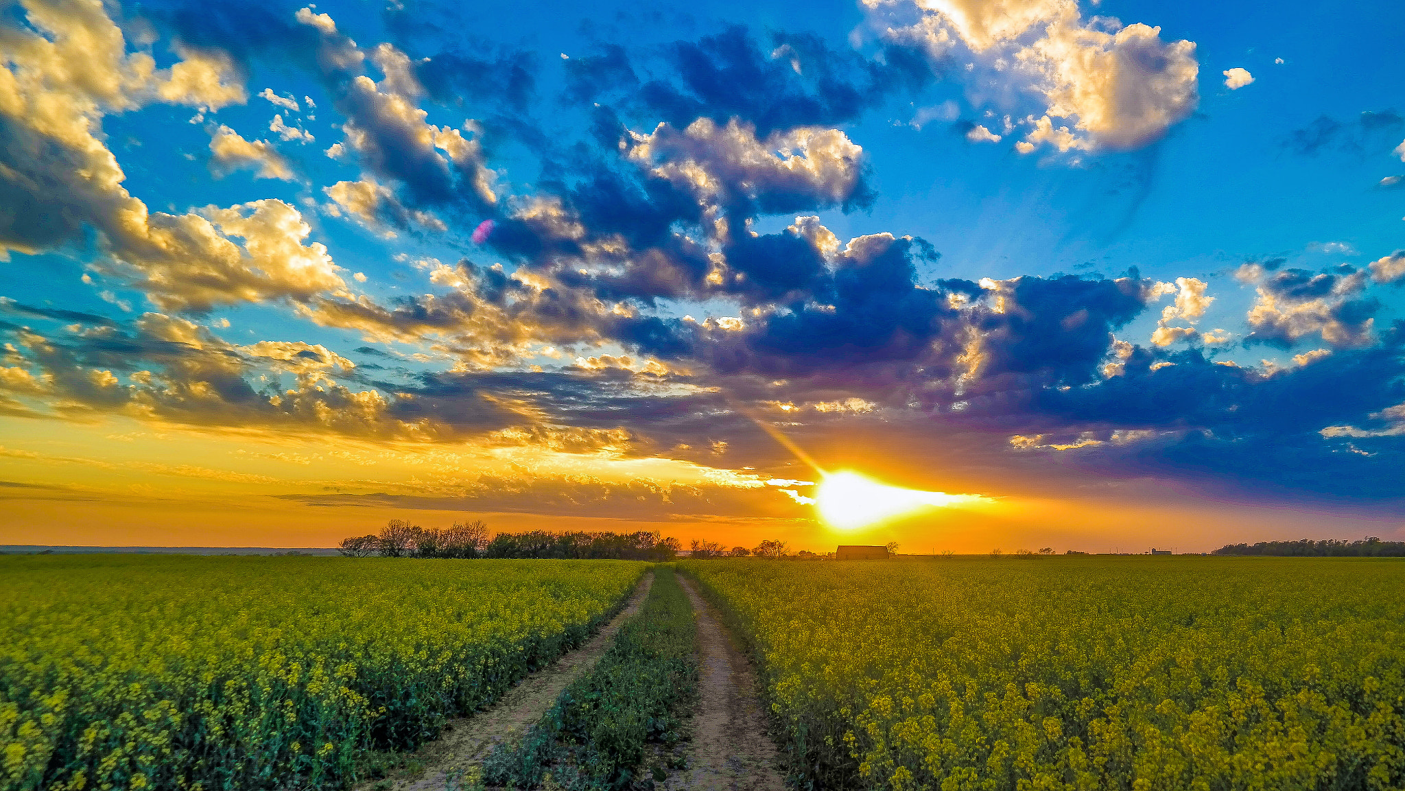 Samsung Galaxy NX sample photo. Canola sunset photography