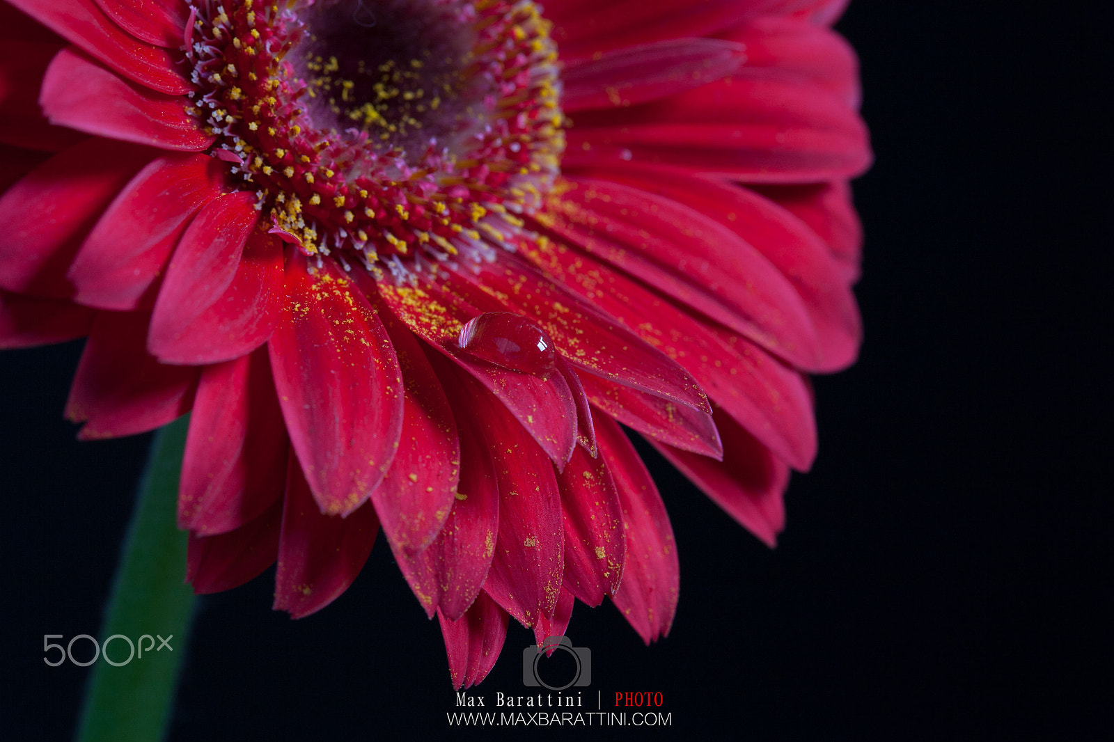 Canon EOS 5D + Canon EF 100mm F2.8 Macro USM sample photo. Gerbera photography