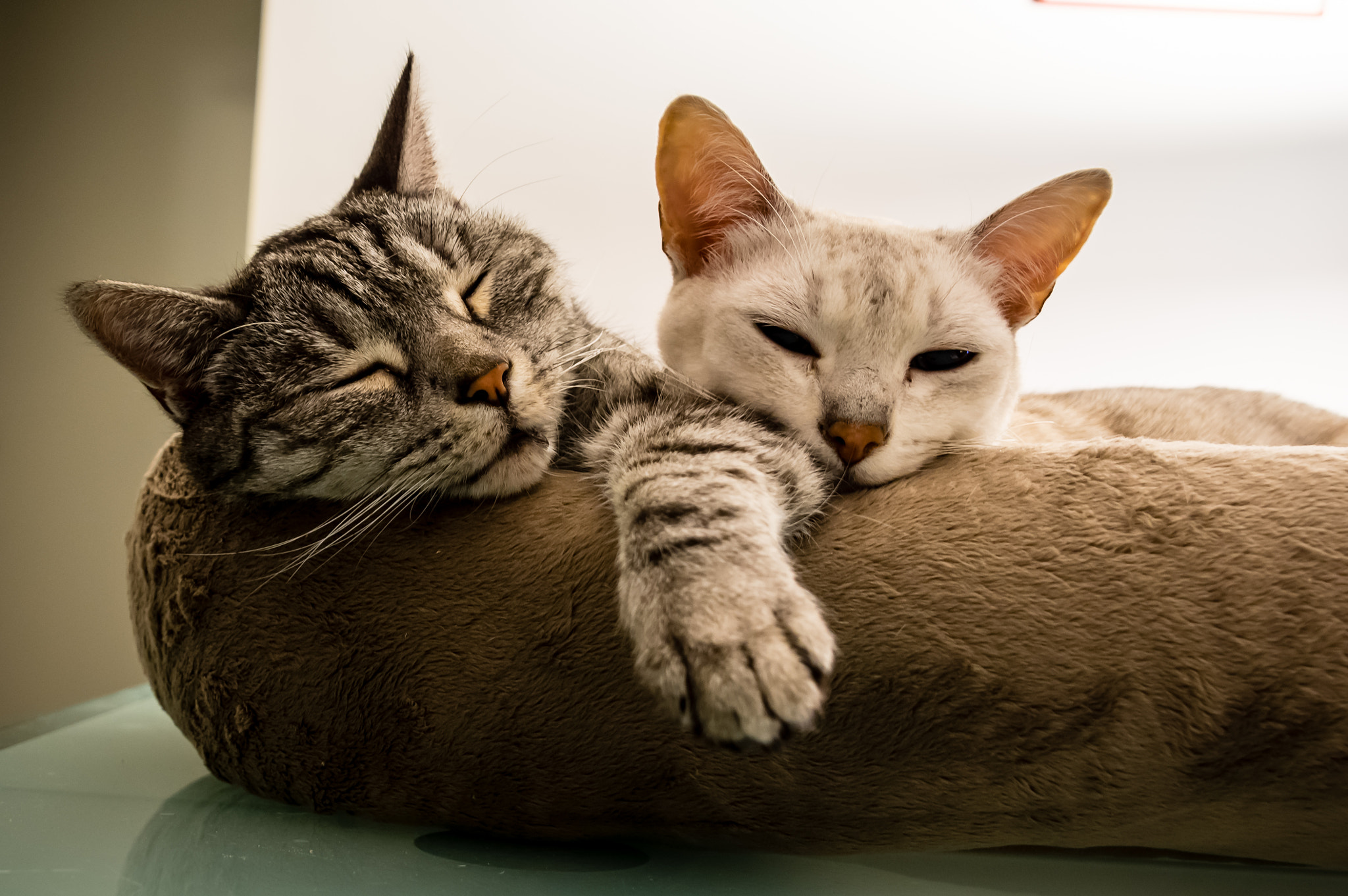 Pentax smc DA 18-270mm F3.5-6.3 ED SDM sample photo. Kkami et loki photography
