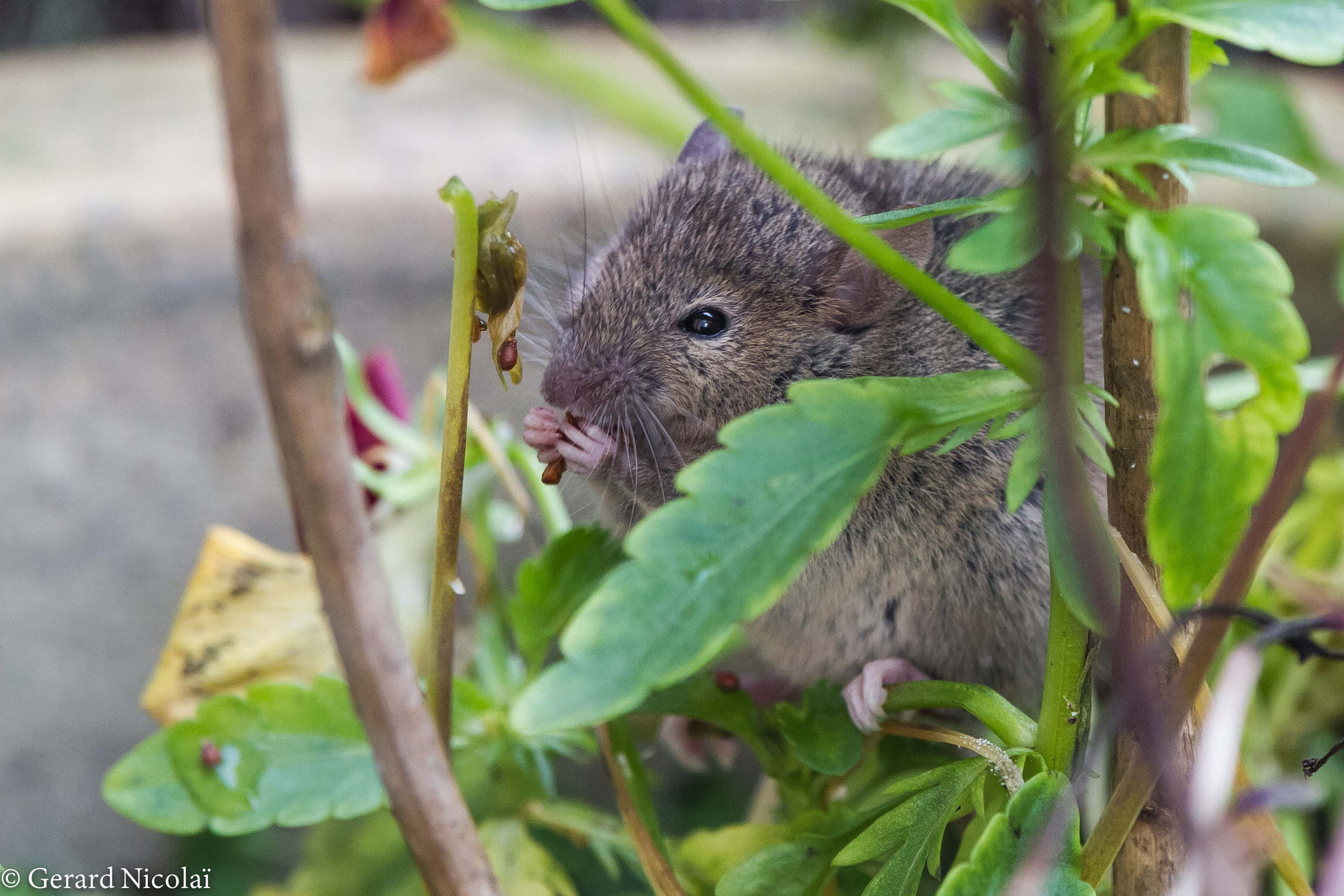 Canon EF 300mm F2.8L IS USM sample photo. Mouse photography