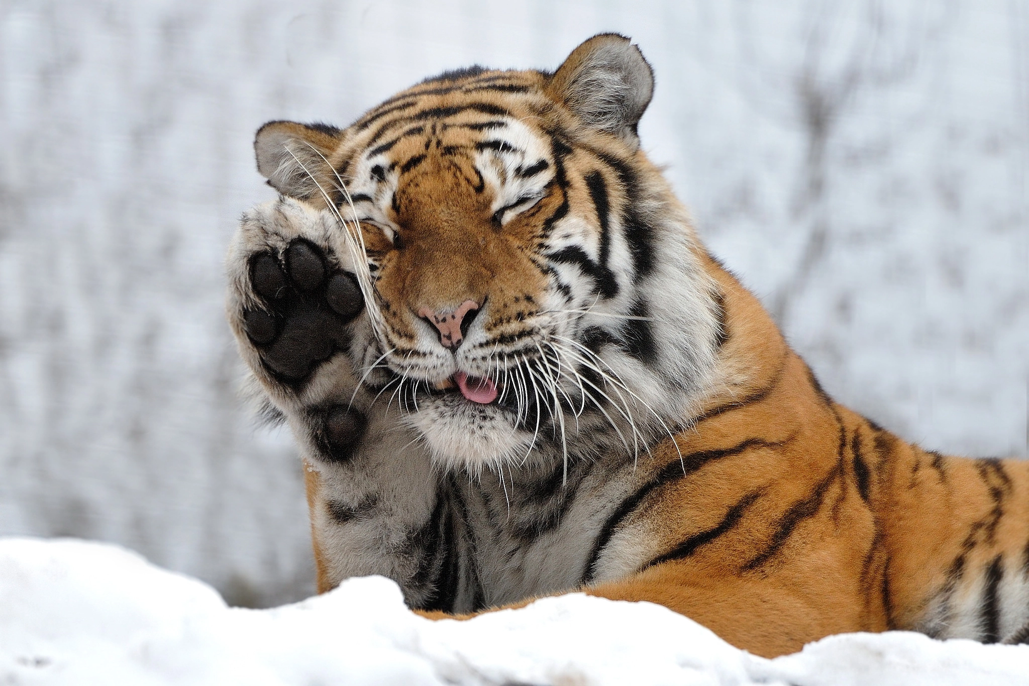 Nikon D3S sample photo. Kyra in the snow photography