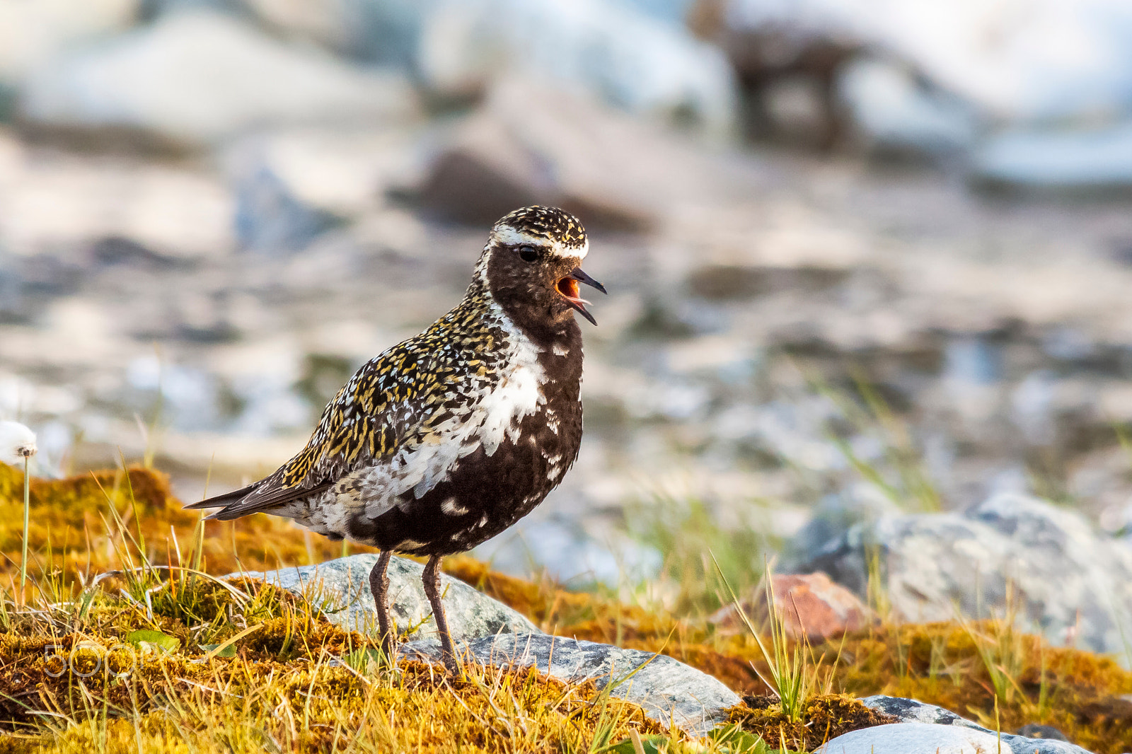 Sigma 150-500mm F5-6.3 DG OS HSM sample photo. European golden plover photography