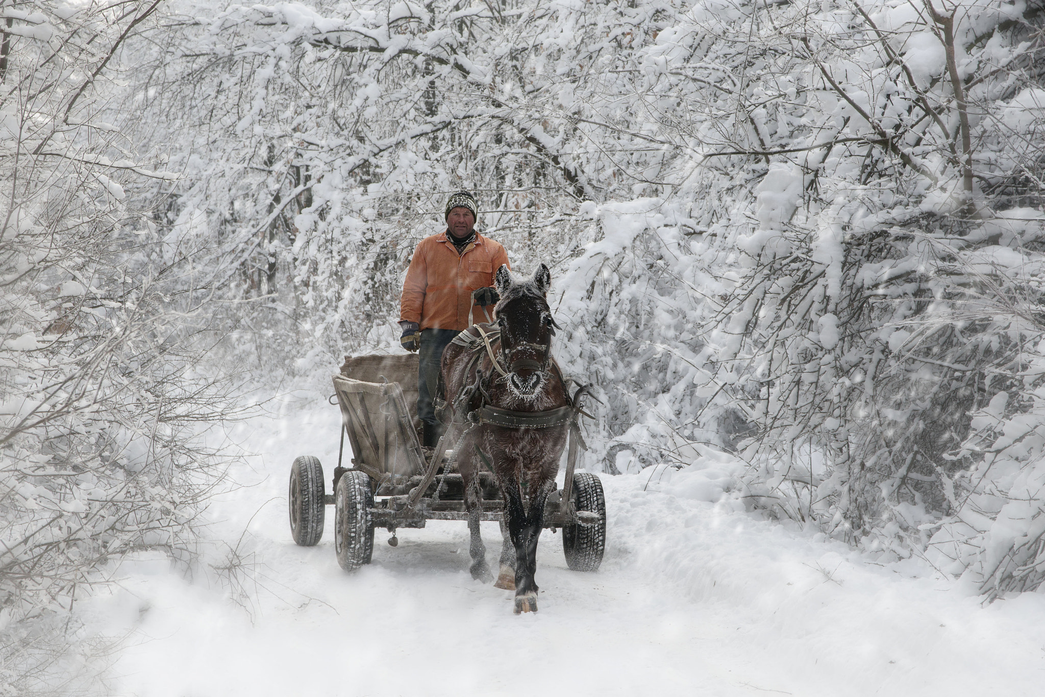 Sigma 17-70mm F2.8-4 DC Macro OS HSM | C sample photo. Winter story photography