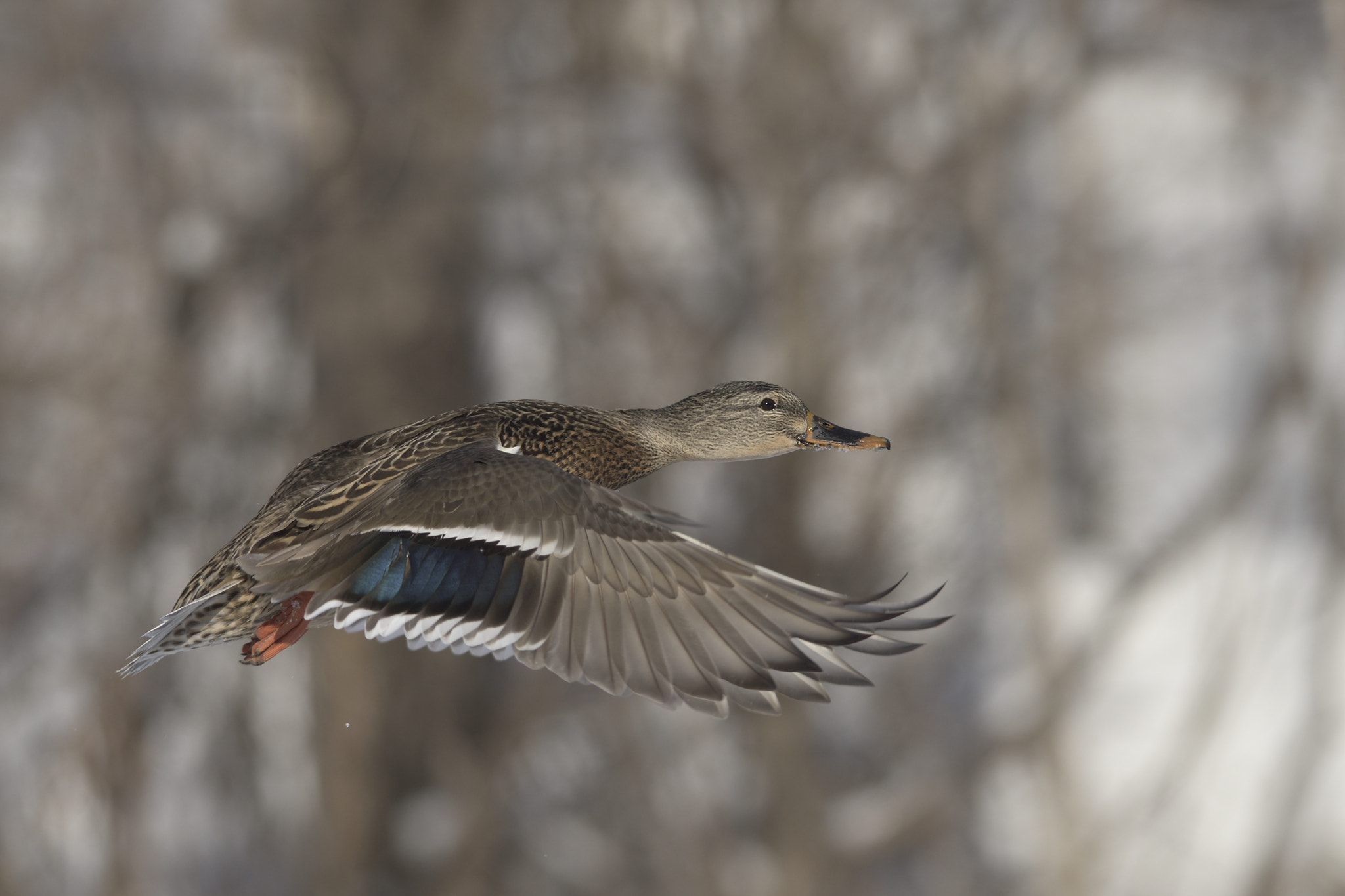 Nikon AF-S Nikkor 300mm F2.8G ED-IF VR sample photo. In flight photography