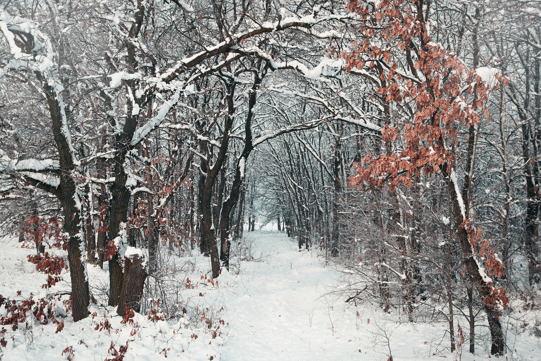 Sigma 17-70mm F2.8-4 DC Macro OS HSM | C sample photo. Winter story 3 photography