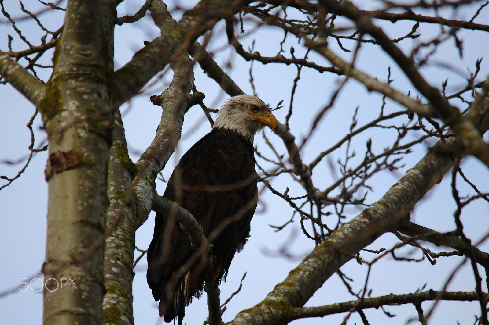 Sigma 150-500mm F5-6.3 DG OS HSM sample photo. Dirty face baldy photography