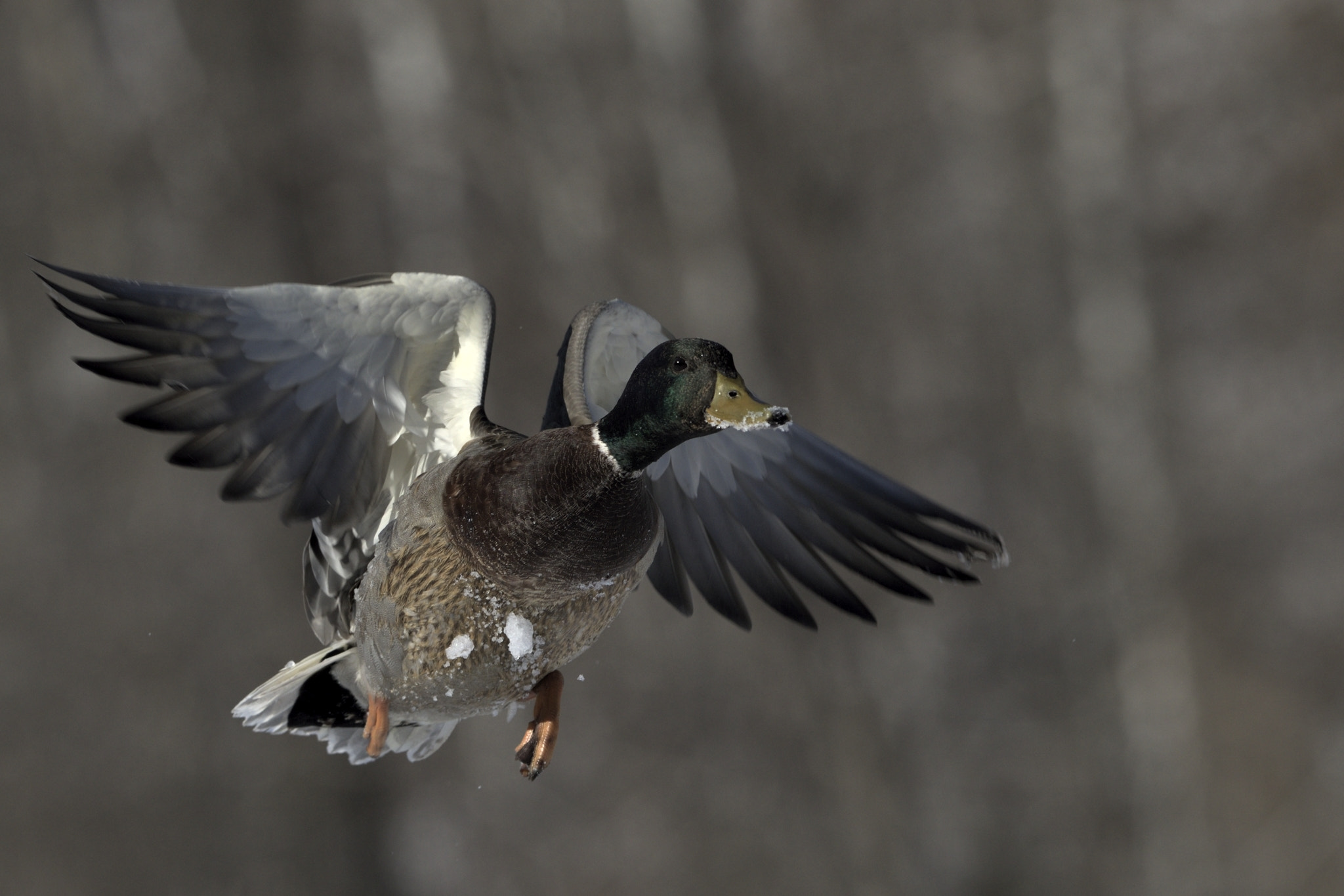 Nikon AF-S Nikkor 300mm F2.8G ED-IF VR sample photo. Mallard drake in flight photography