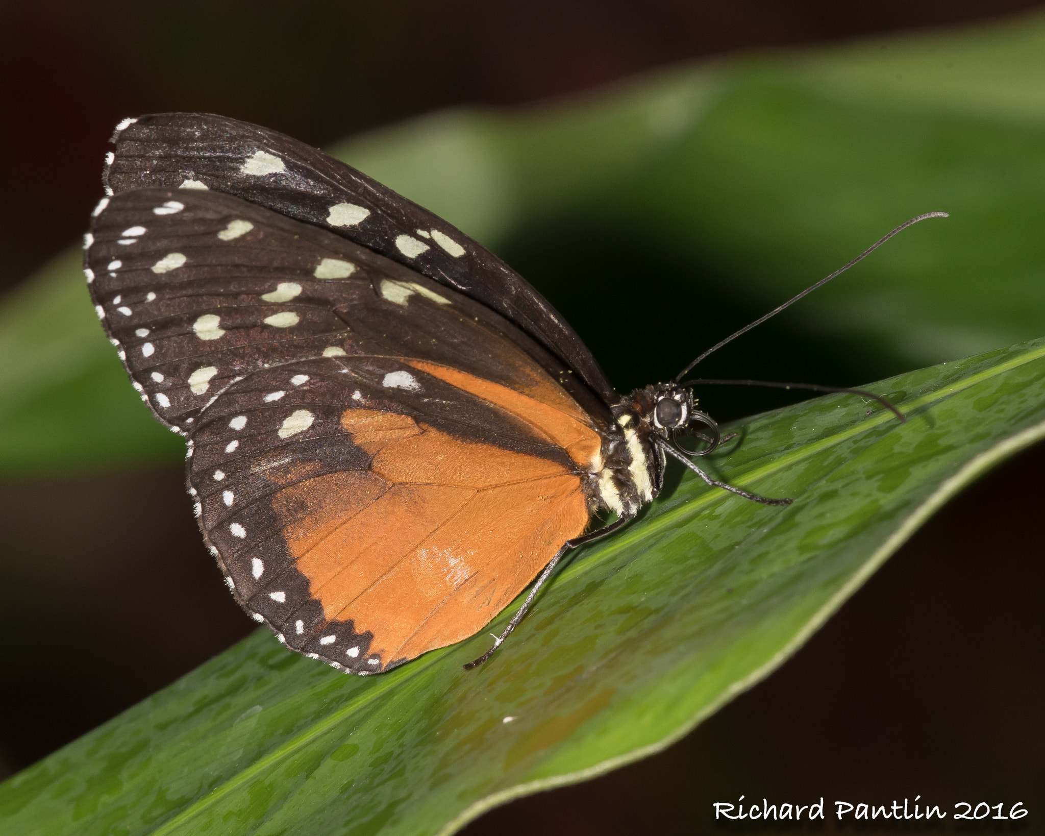 Nikon D750 + Nikon AF Micro-Nikkor 200mm F4D ED-IF sample photo. 20160131-_rjp5323.jpg photography