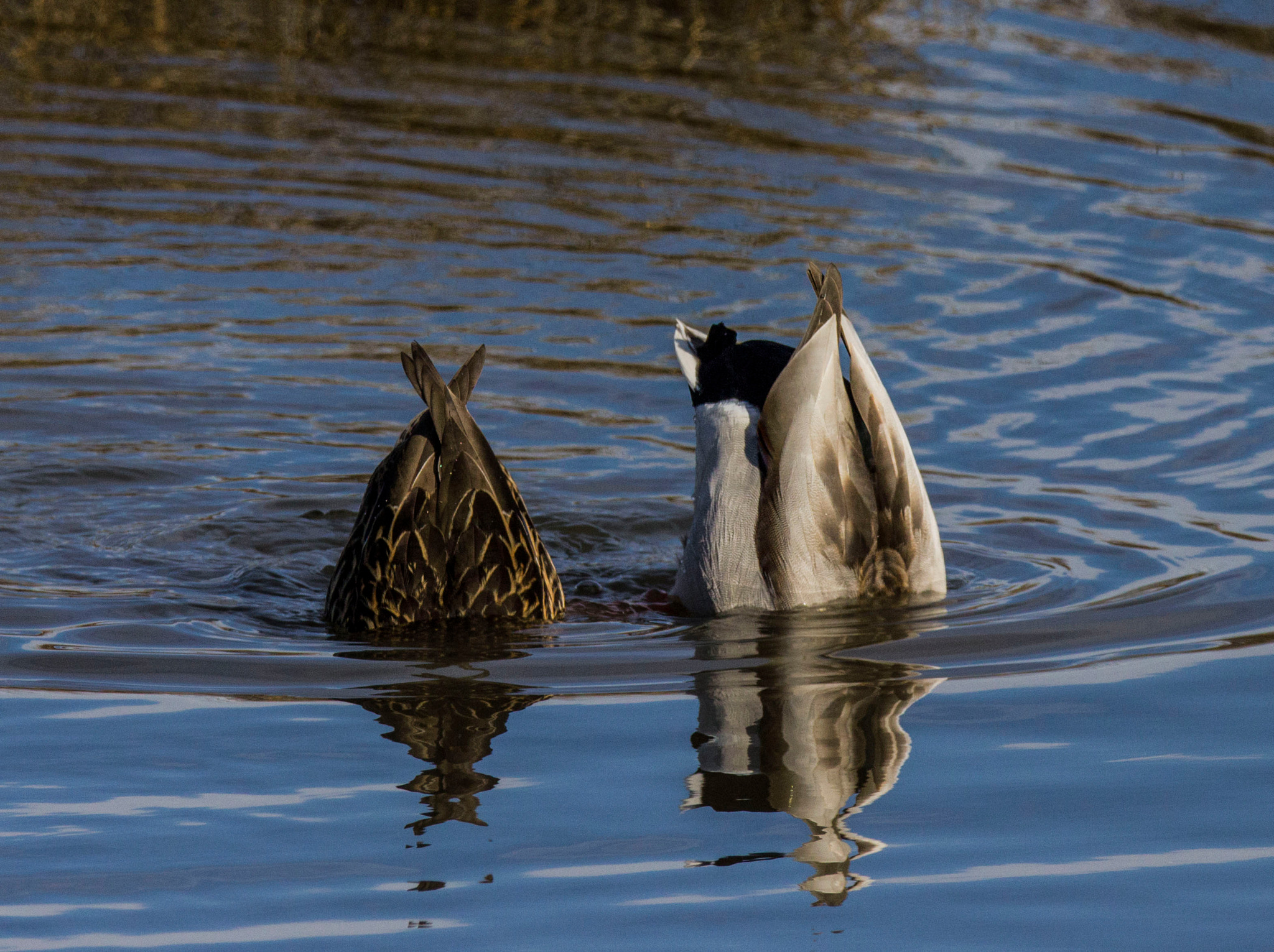 Sigma 150-600mm F5-6.3 DG OS HSM | C sample photo. Romantic dinner for 2 photography