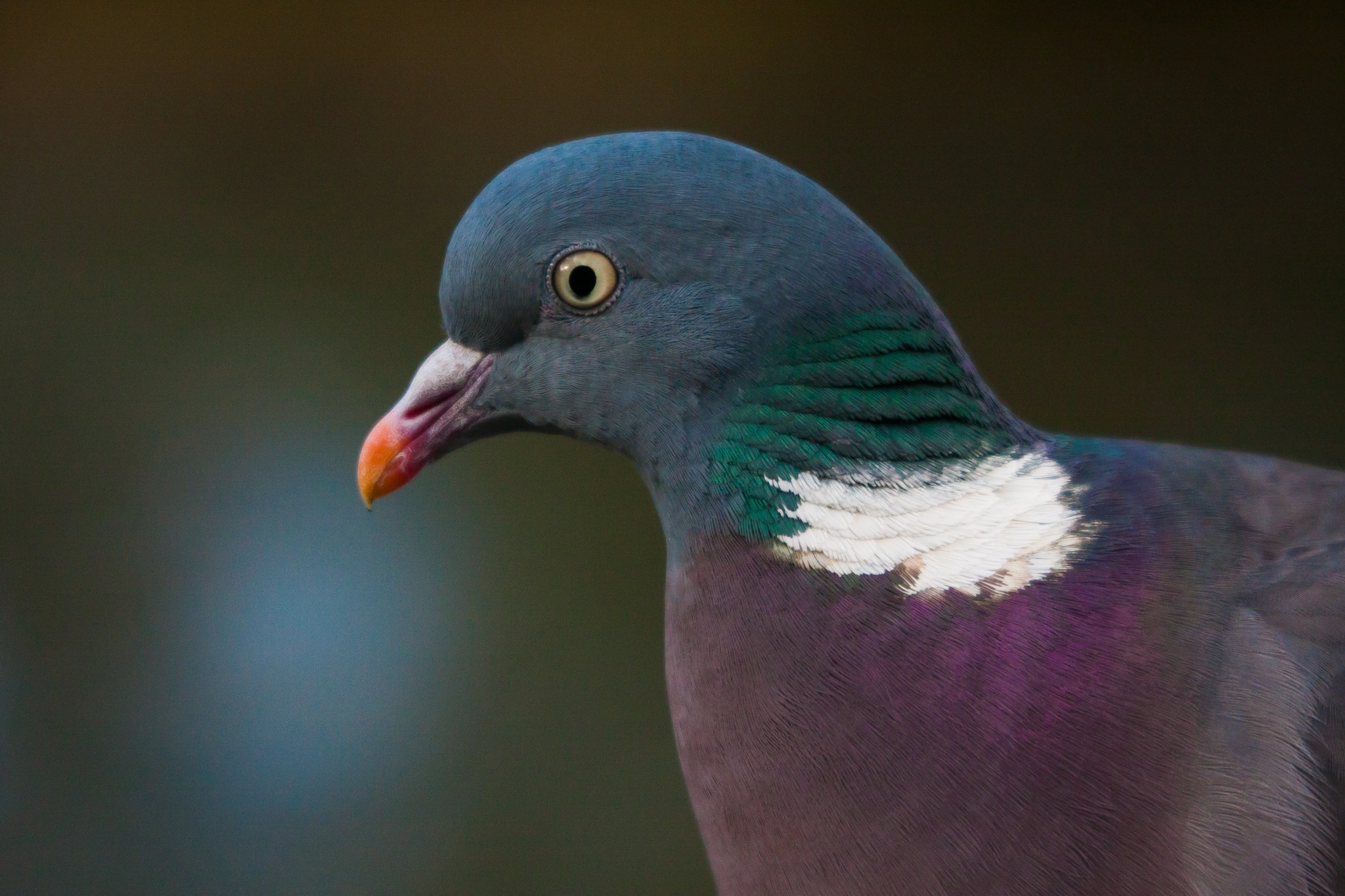 Canon EOS 40D + Canon EF 70-300mm F4.5-5.6 DO IS USM sample photo. Wood pigeon photography