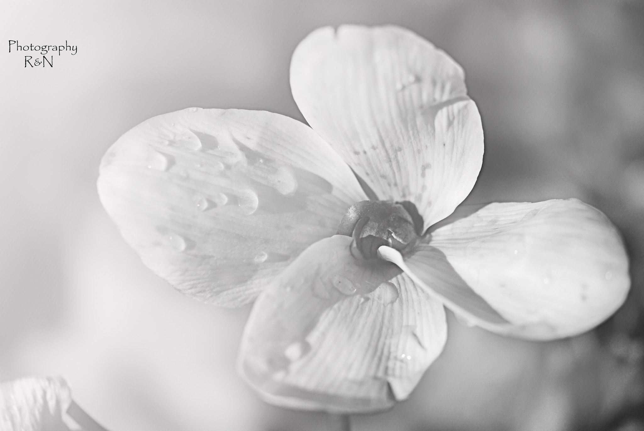 Sigma 105mm F2.8 EX DG OS HSM sample photo. Blanca photography