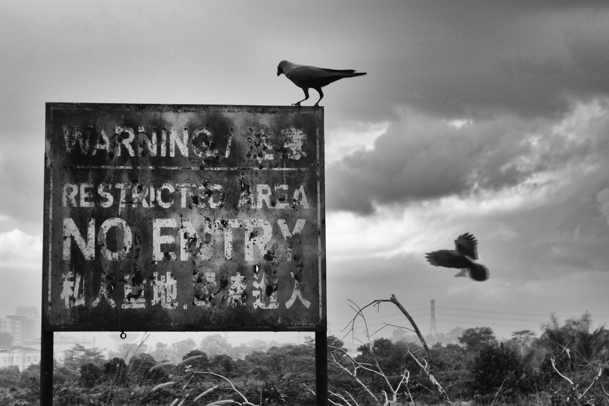 Sony Cyber-shot DSC-QX100 + Sony 28-100mm F1.8-4.9 sample photo. The crows ignored the signboard photography