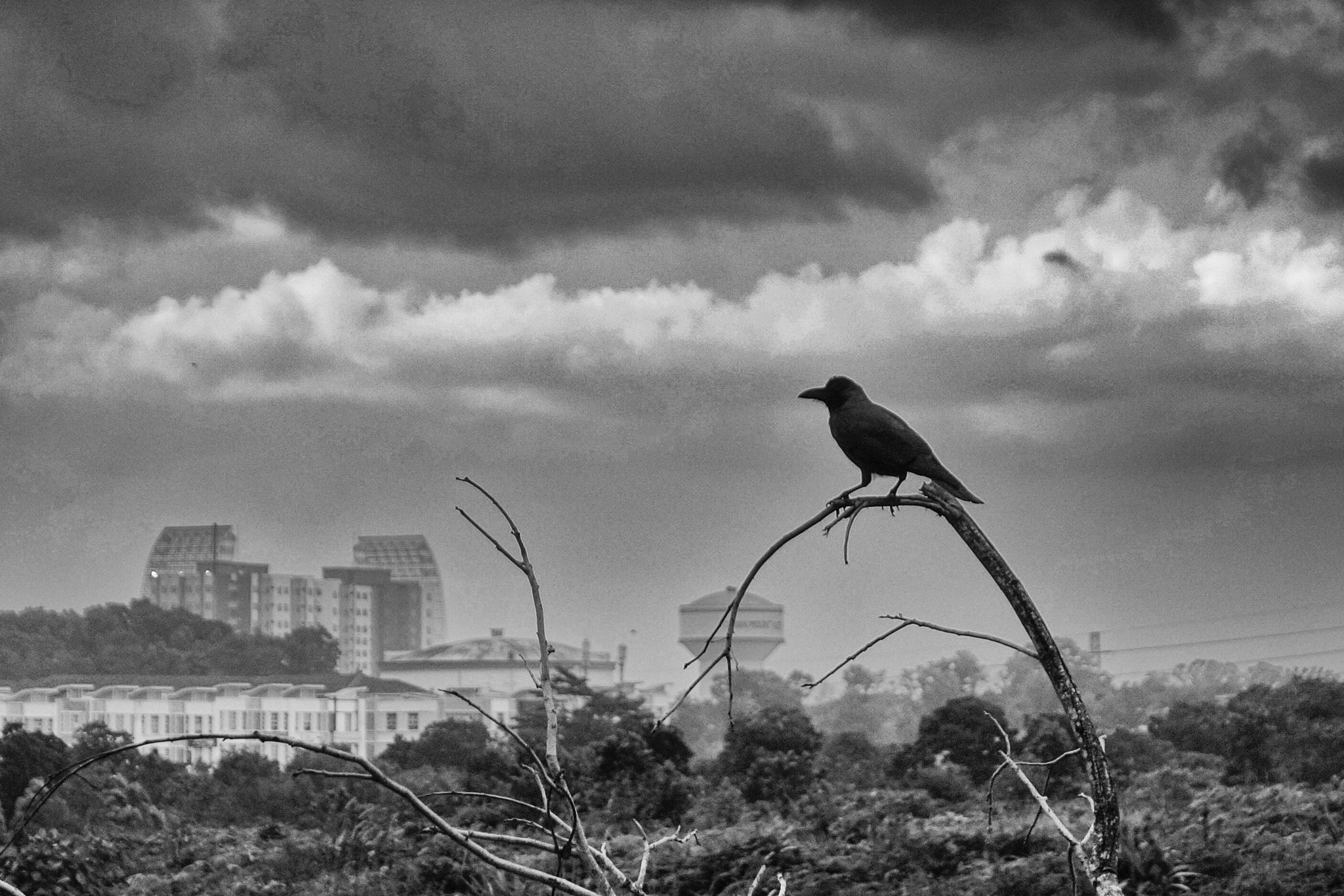 Sony Cyber-shot DSC-QX100 + Sony 28-100mm F1.8-4.9 sample photo. A lonely crow photography