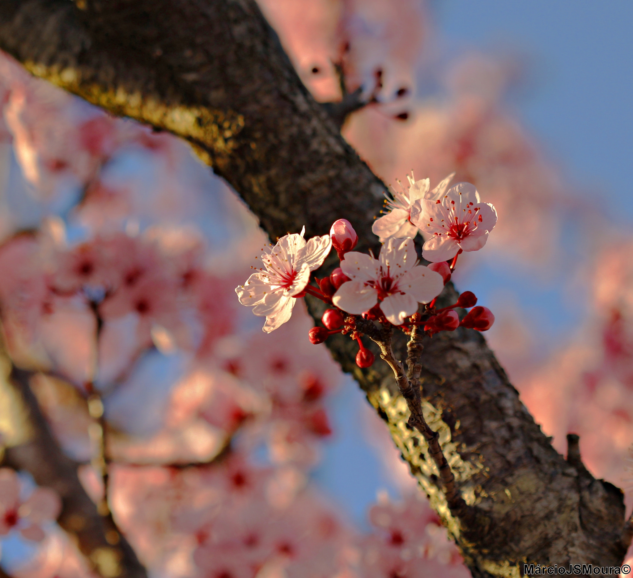 Sigma 24-105mm f/4 DG OS HSM | A sample photo. Flower 3738 photography