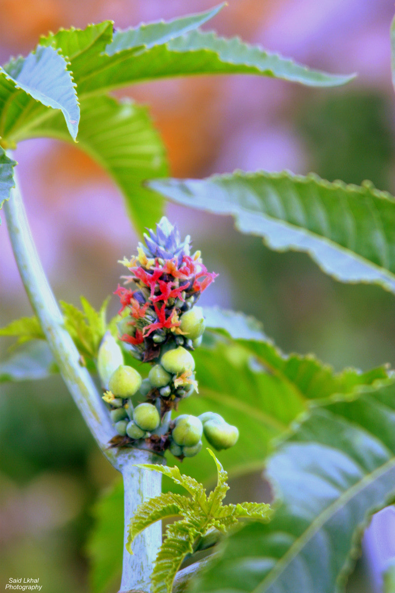 Canon EF 35-105mm f/4.5-5.6 USM sample photo. Naturel colors photography