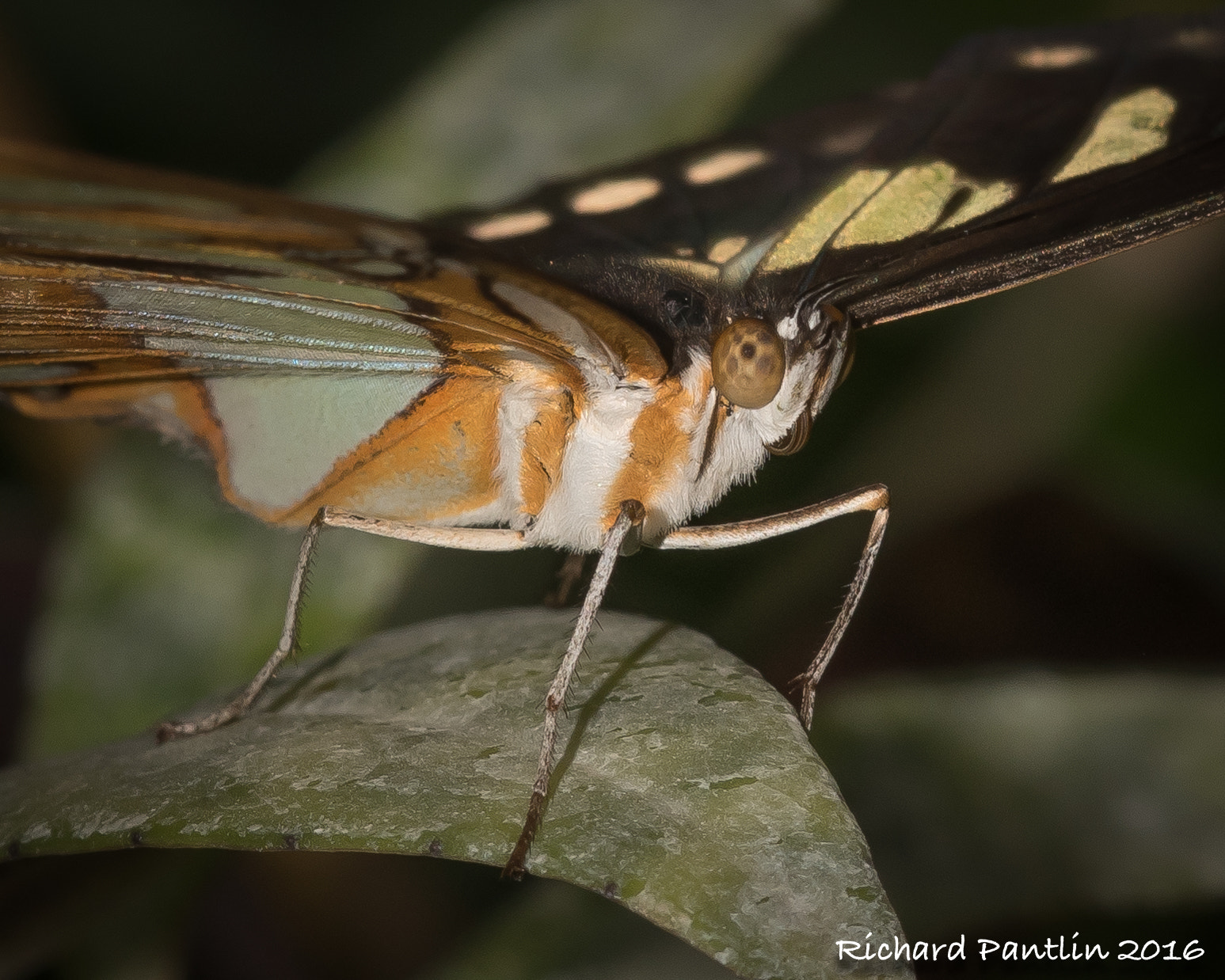 Nikon D750 + Nikon AF Micro-Nikkor 200mm F4D ED-IF sample photo. 20160131-_rjp5318.jpg photography