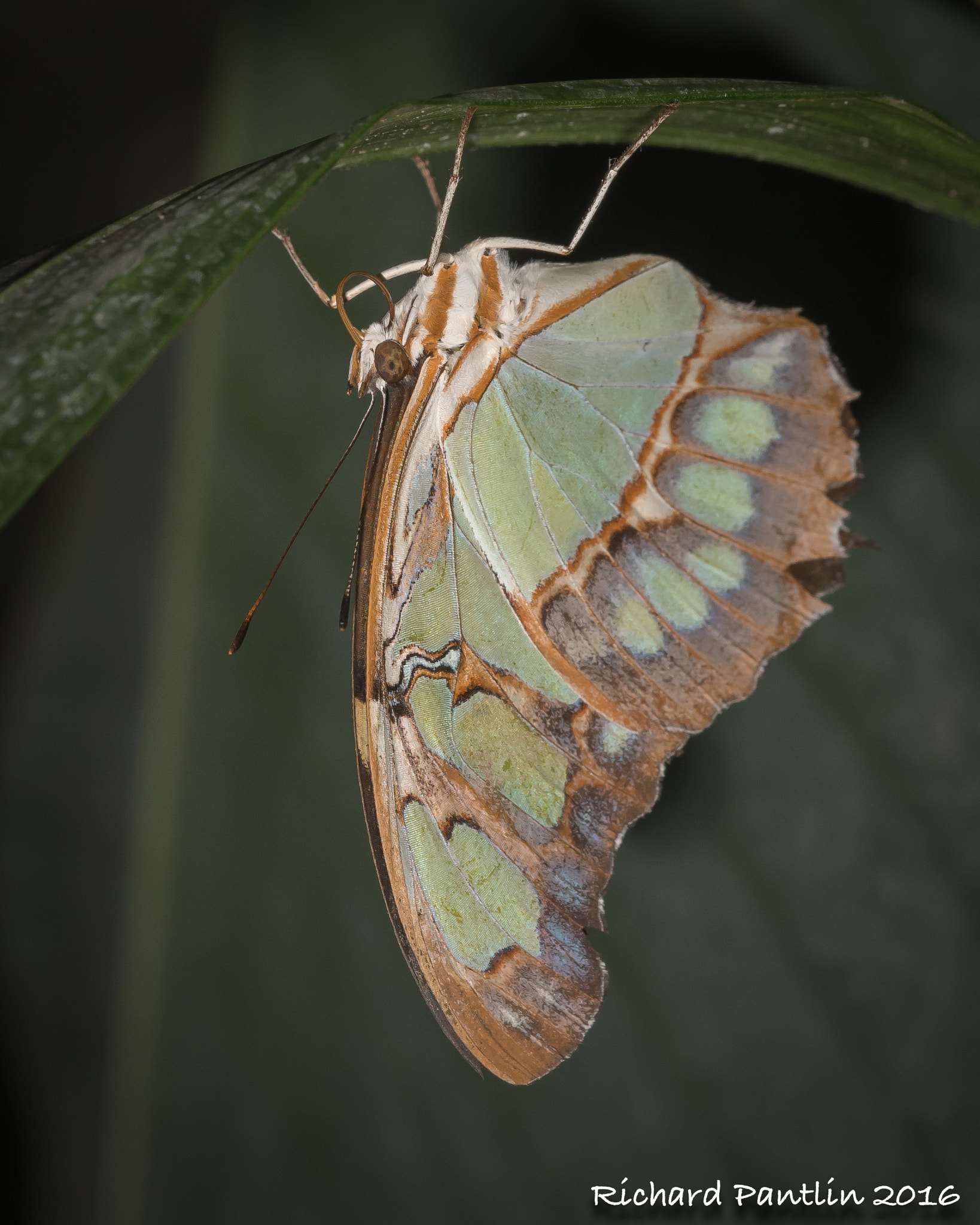 Nikon D750 + Nikon AF Micro-Nikkor 200mm F4D ED-IF sample photo. 20160131-_rjp5336.jpg photography