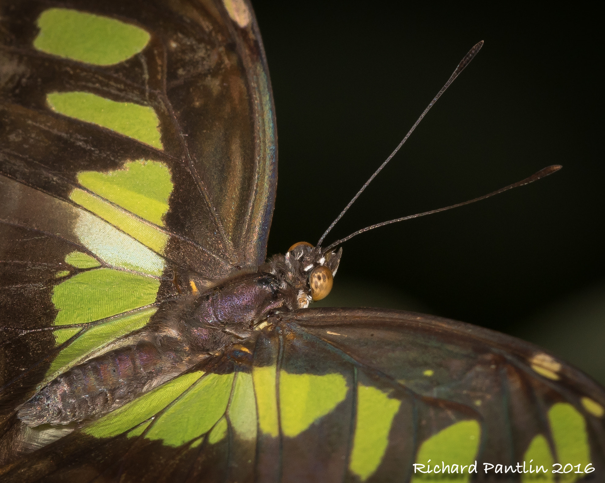 Nikon D750 + Nikon AF Micro-Nikkor 200mm F4D ED-IF sample photo. 20160131-_rjp5317.jpg photography