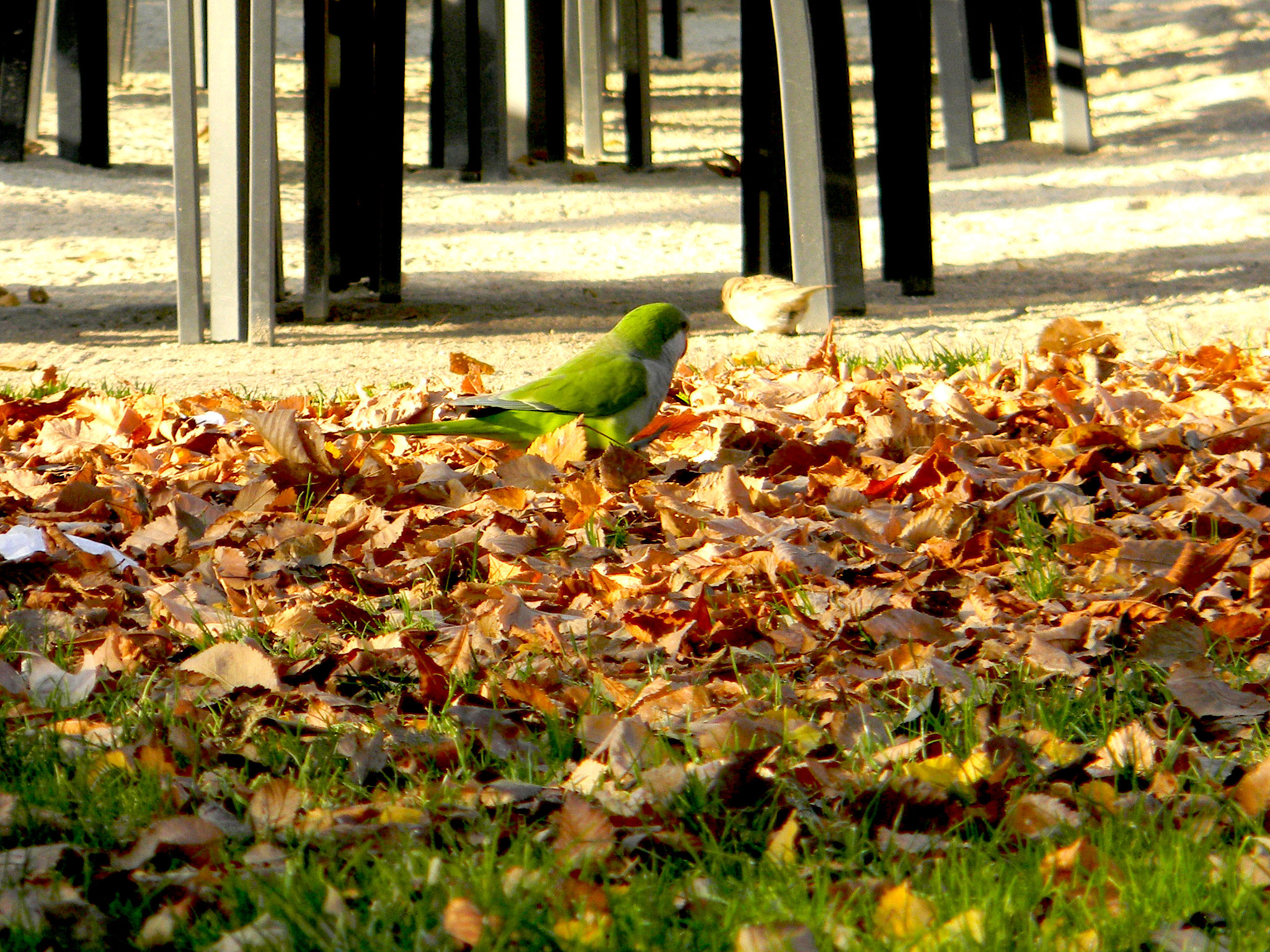 Nikon COOLPIX L105 sample photo. Entre hojas.... photography