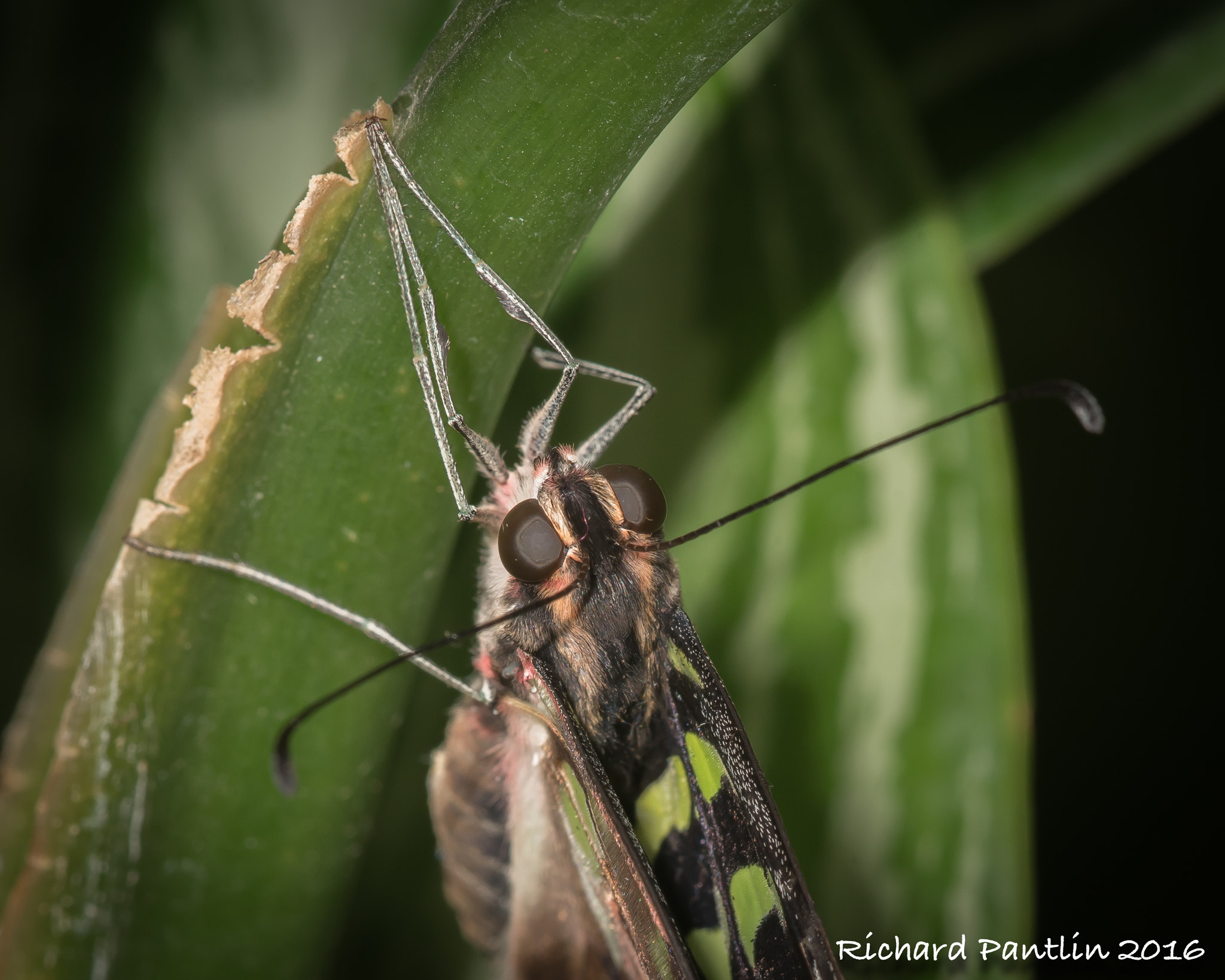 Nikon D750 + Nikon AF Micro-Nikkor 200mm F4D ED-IF sample photo. 20160131-_rjp5293.jpg photography