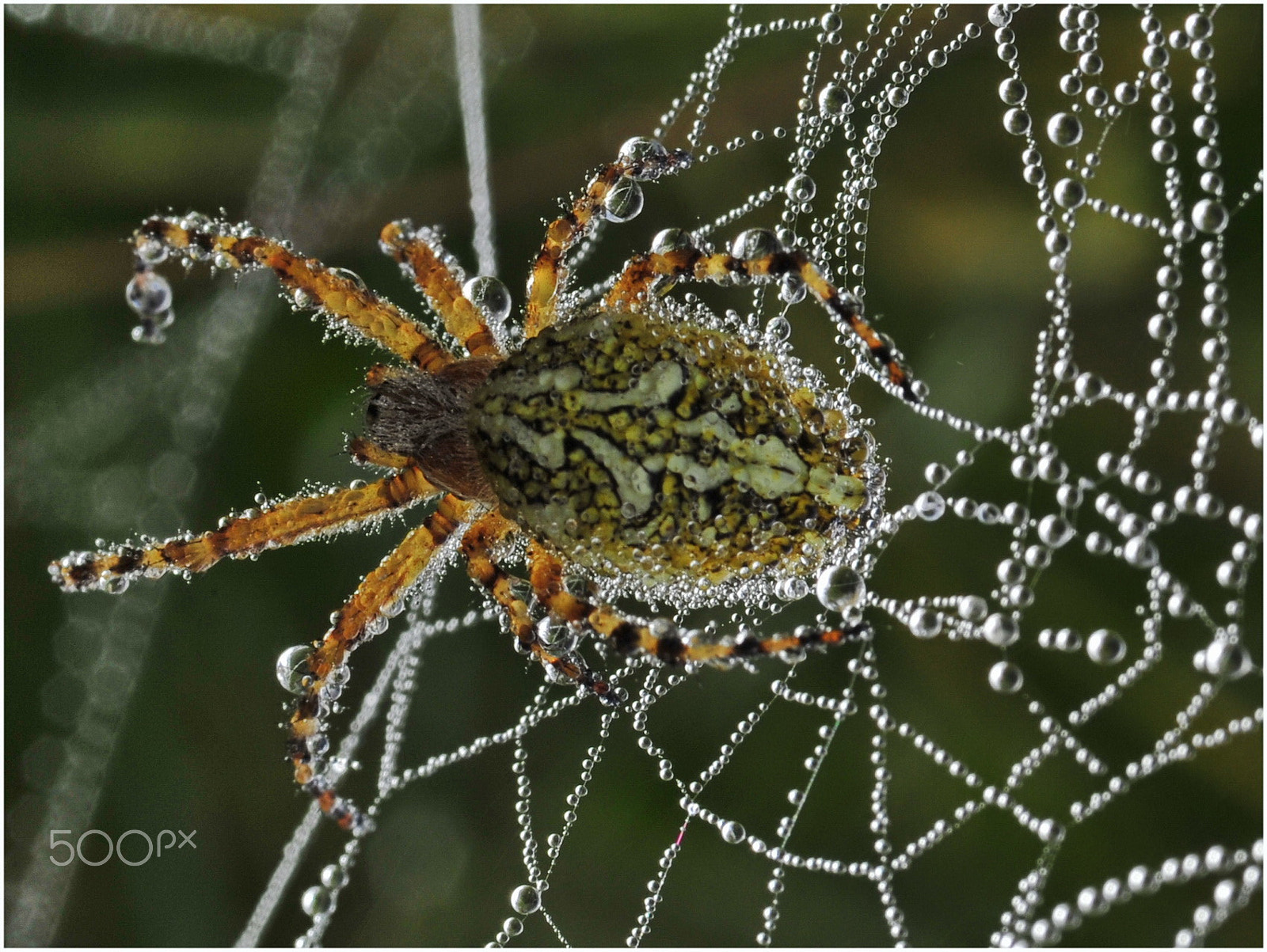 Nikon D700 + Sigma 105mm F2.8 EX DG Macro sample photo. La ragnatela photography