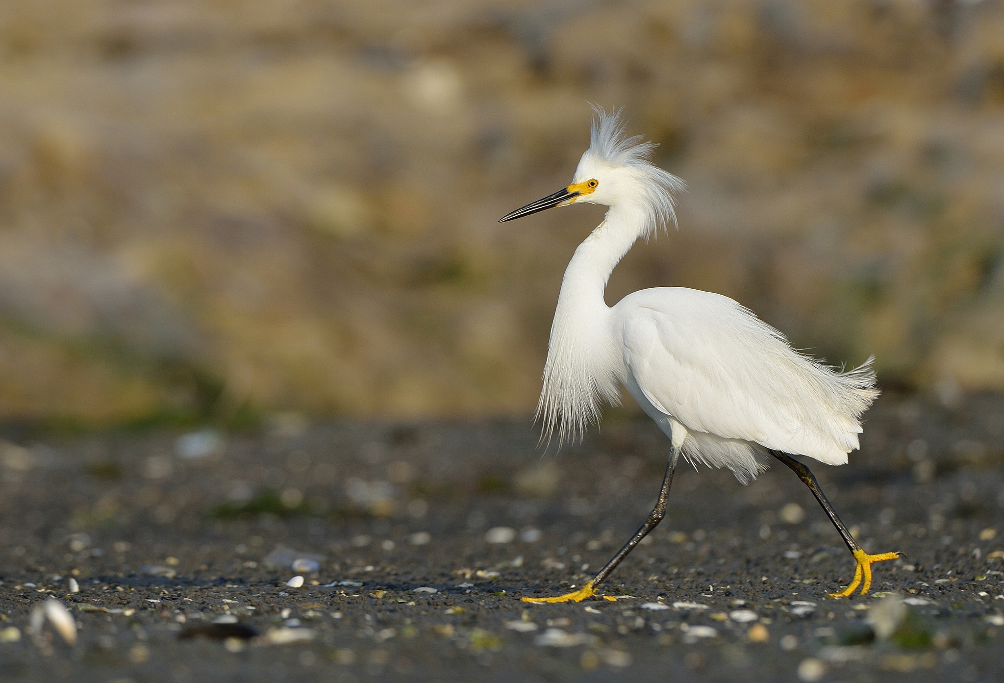 Nikon AF-S Nikkor 200-400mm F4G ED-IF VR sample photo. Snowy egret ( egretta thula ) photography