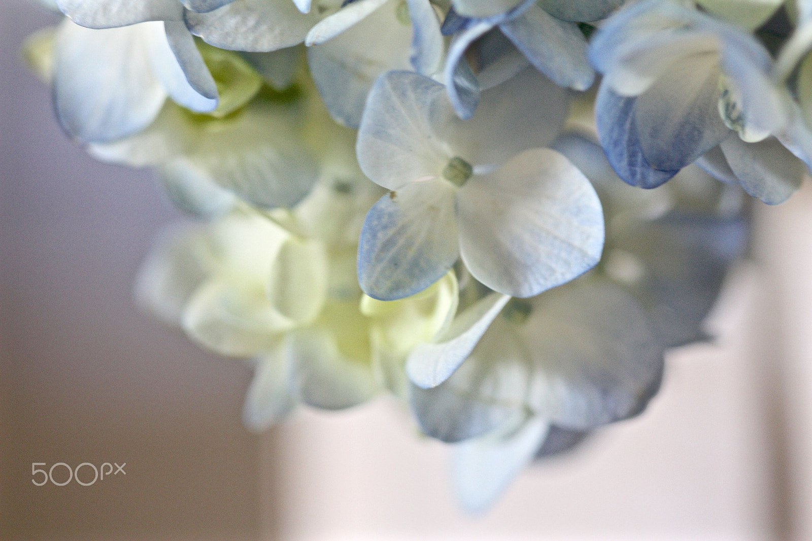 Canon EF 100mm F2.8 Macro USM sample photo. “i peek up at his features... photography