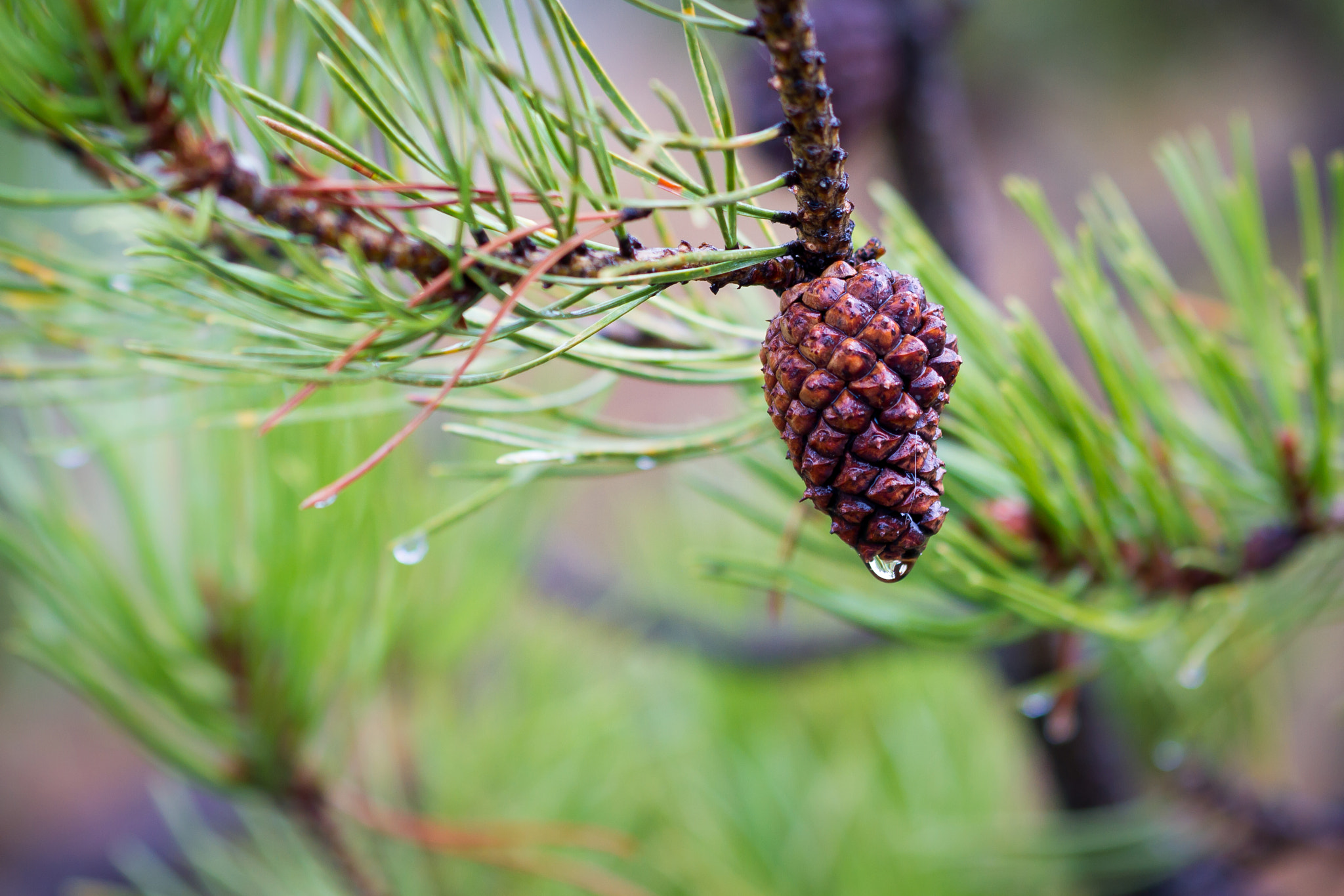 Canon EOS 7D + Canon EF 100mm F2.8 Macro USM sample photo. Rain drop on pine cone photography