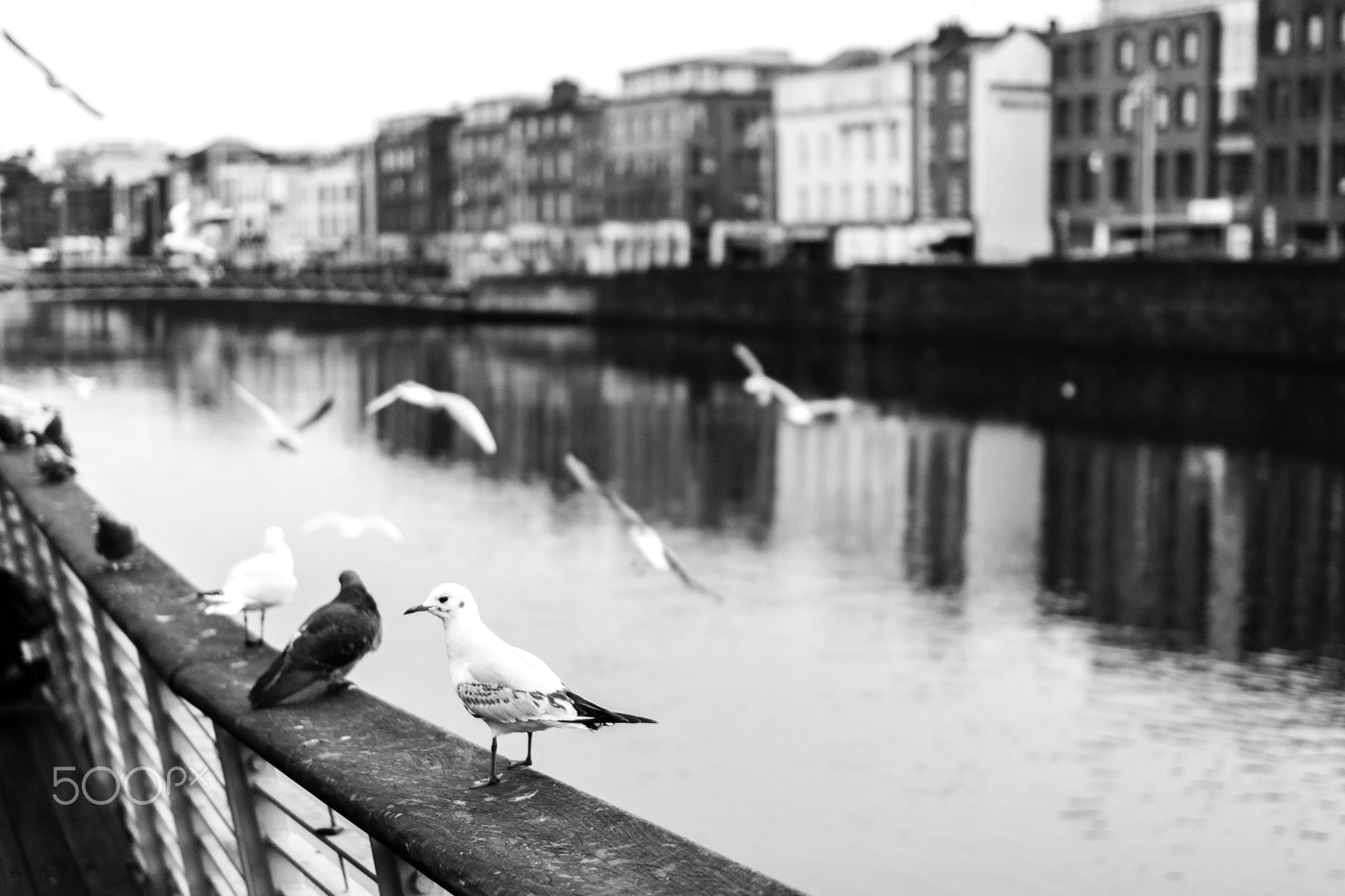 Sigma 18-35mm f/1.8 DC HSM sample photo. Invasion photography
