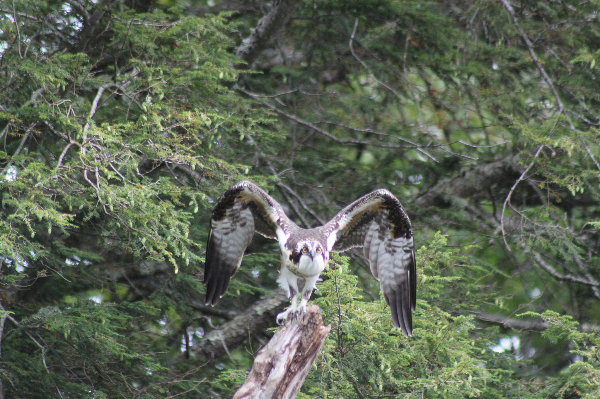 Canon EF 75-300mm f/4-5.6 USM sample photo. J photography