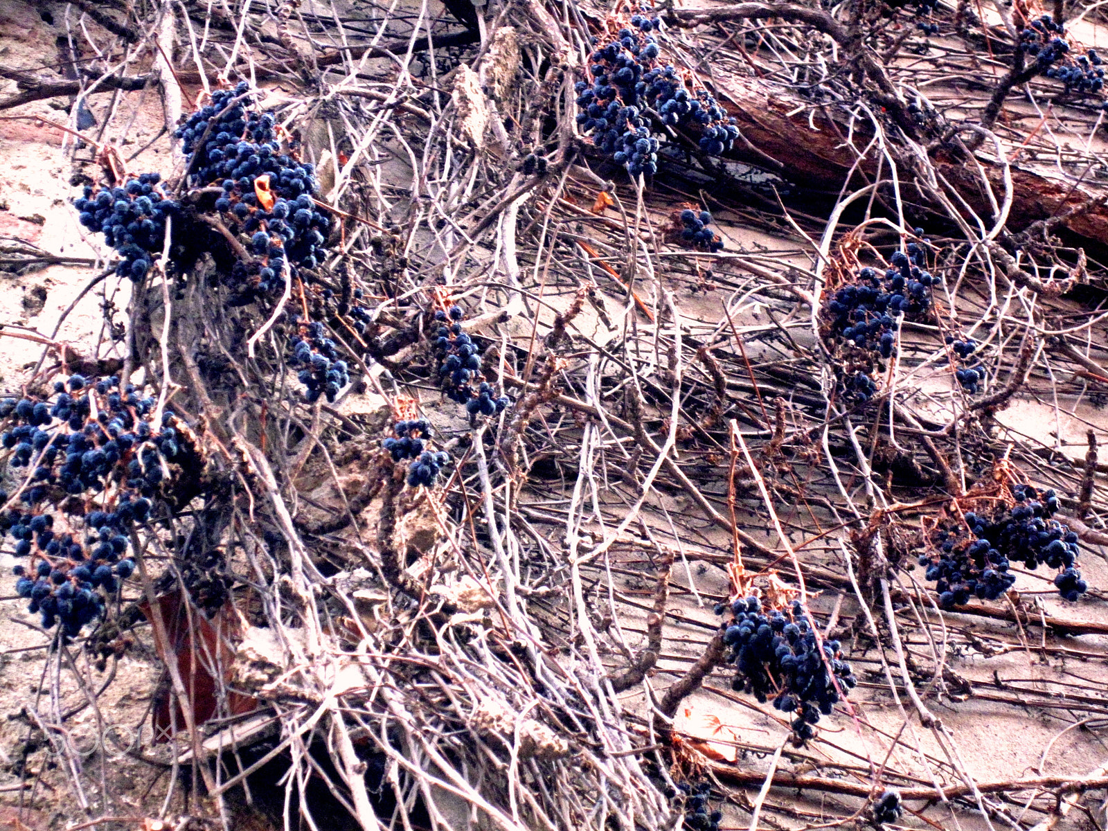 Canon PowerShot SD990 IS (Digital IXUS 980 IS / IXY Digital 3000 IS) sample photo. Winter.wall of the house  with grapes photography