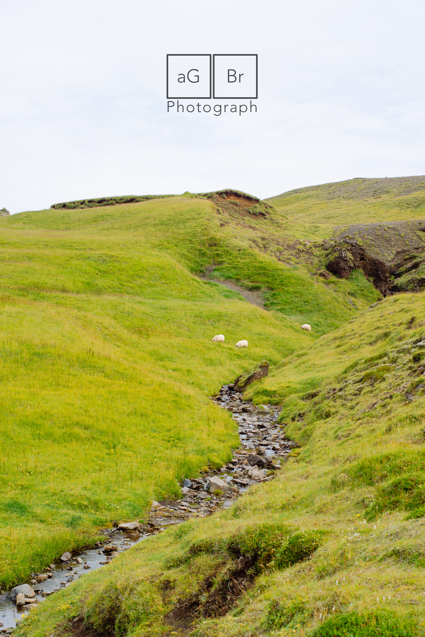 Sony a7R + ZEISS Planar T* 50mm F1.4 sample photo. Sheep photography