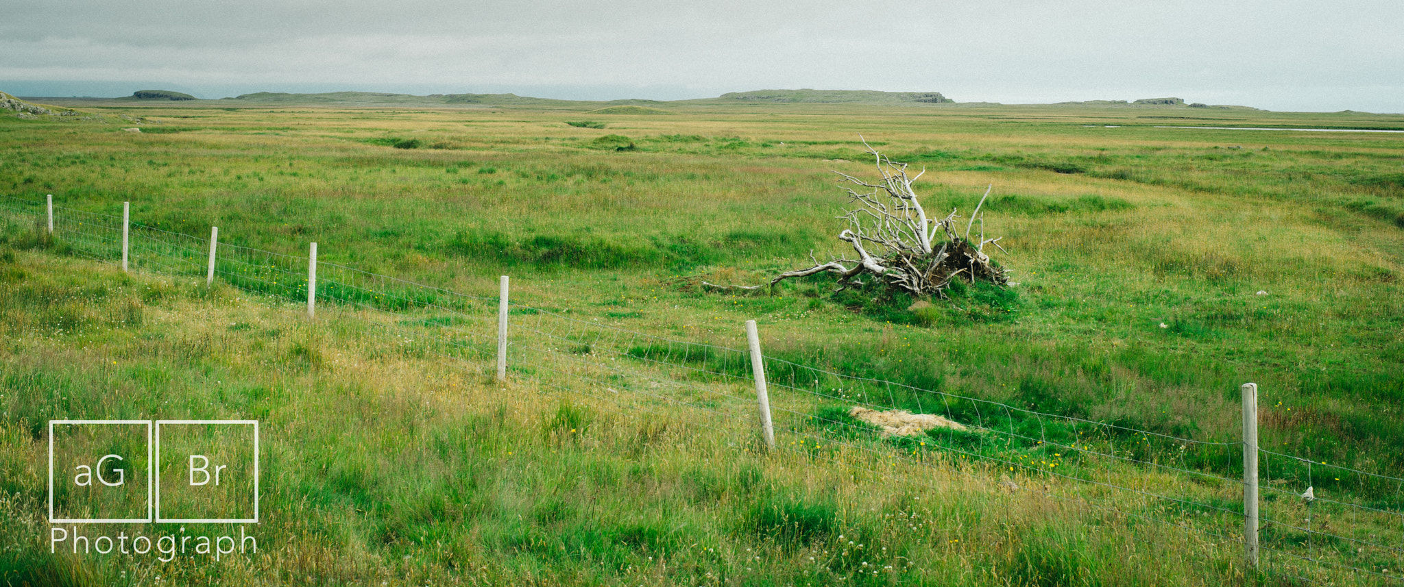 ZEISS Planar T* 50mm F1.4 sample photo. The death of a tree photography