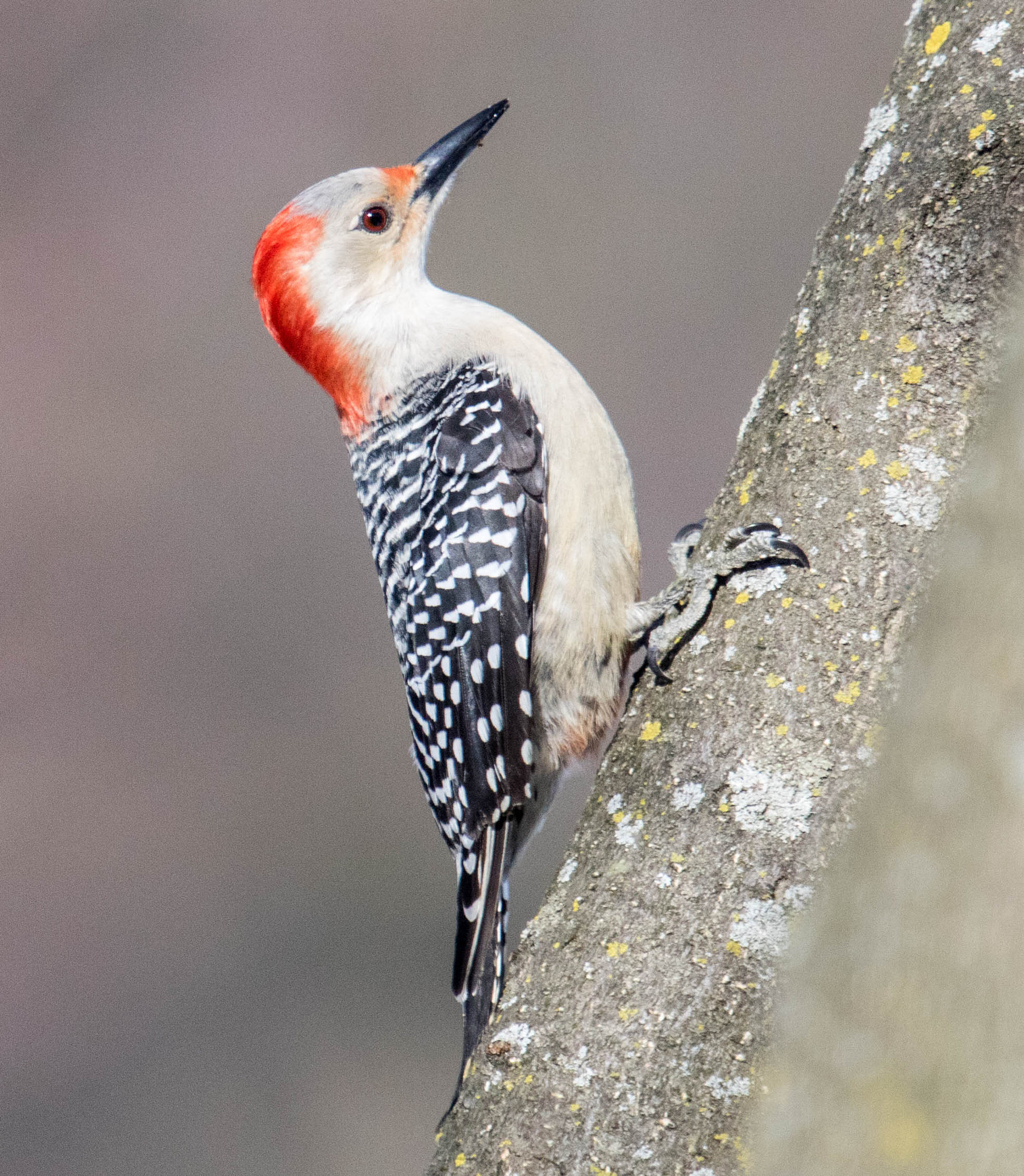 Canon EF 100-400mm F4.5-5.6L IS USM sample photo. Red-bellied woodpecker photography