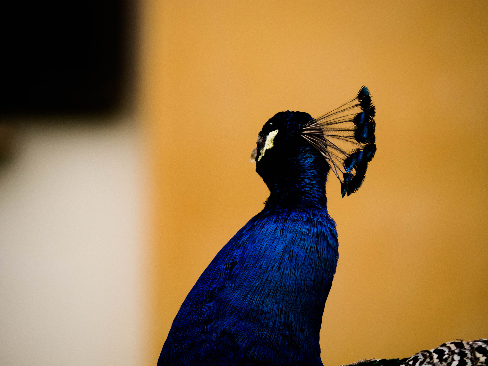 Panasonic Lumix DMC-GM1 sample photo. Peacock admiring mondrian photography