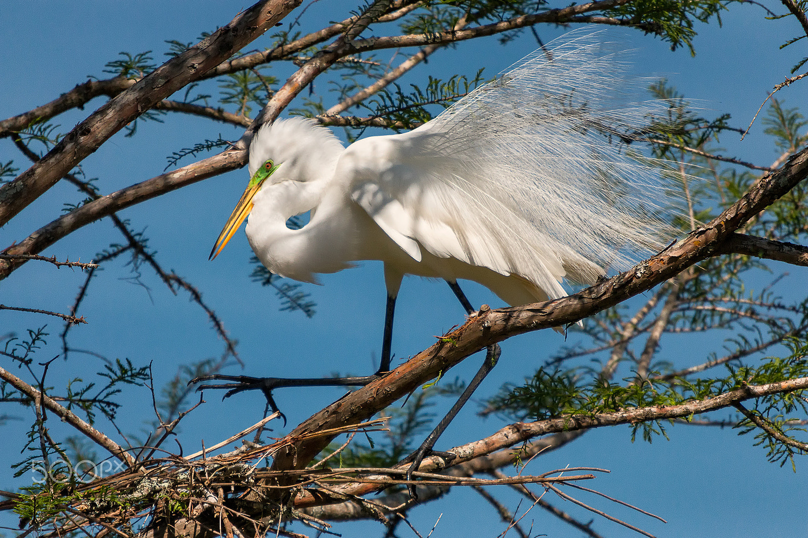 Sigma 50-500mm f/4-6.3 APO HSM EX sample photo. Great white egret building nest photography