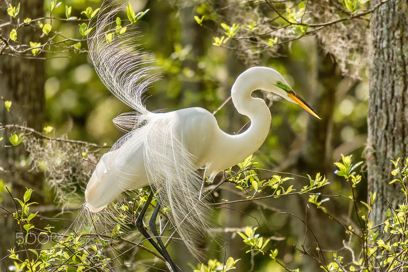 Sigma 50-500mm f/4-6.3 APO HSM EX sample photo. Great white egret gathering sticks tobuild nest photography