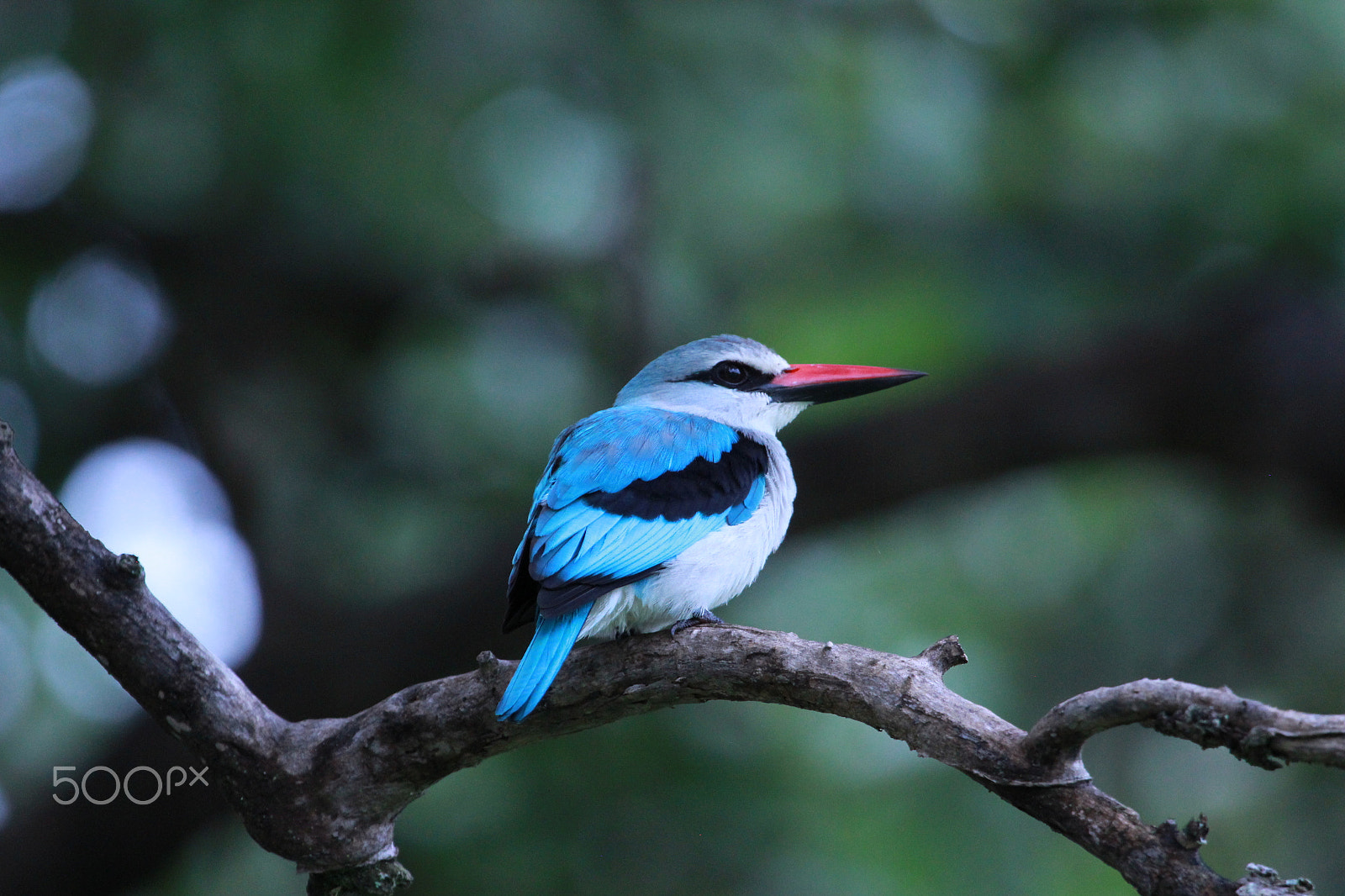 Canon EF 100-400mm F4.5-5.6L IS USM sample photo. Kingfisher photography
