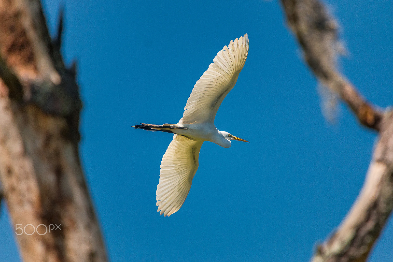 Sigma 50-500mm f/4-6.3 APO HSM EX sample photo. Great white egret flying in audubon swamp photography